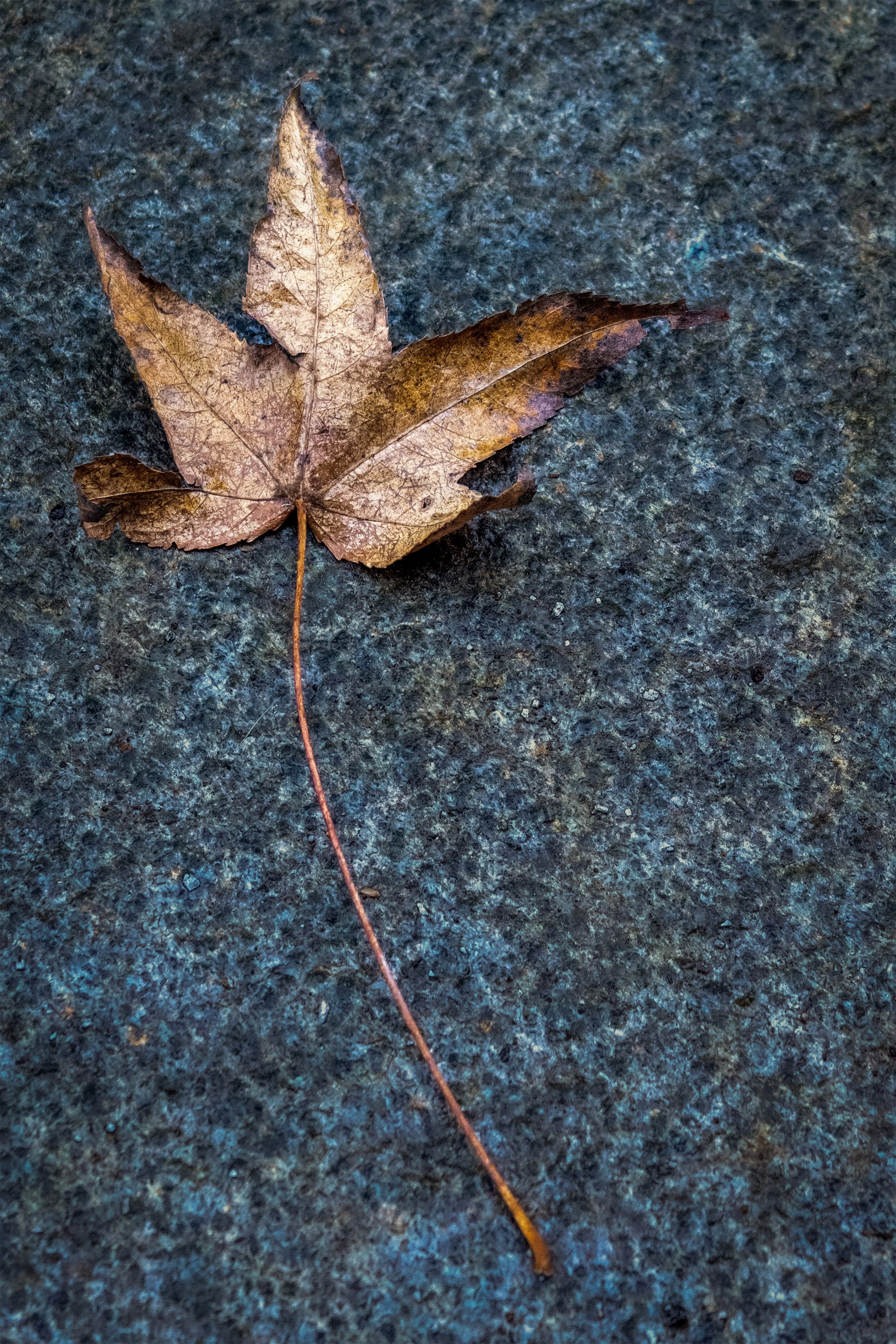 Brown Leaf_1372.jpg
