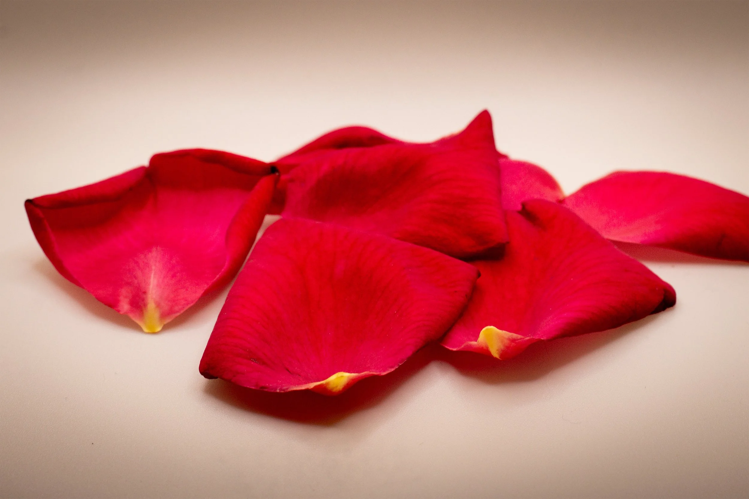 Fallen Rose Petals_1815.jpg