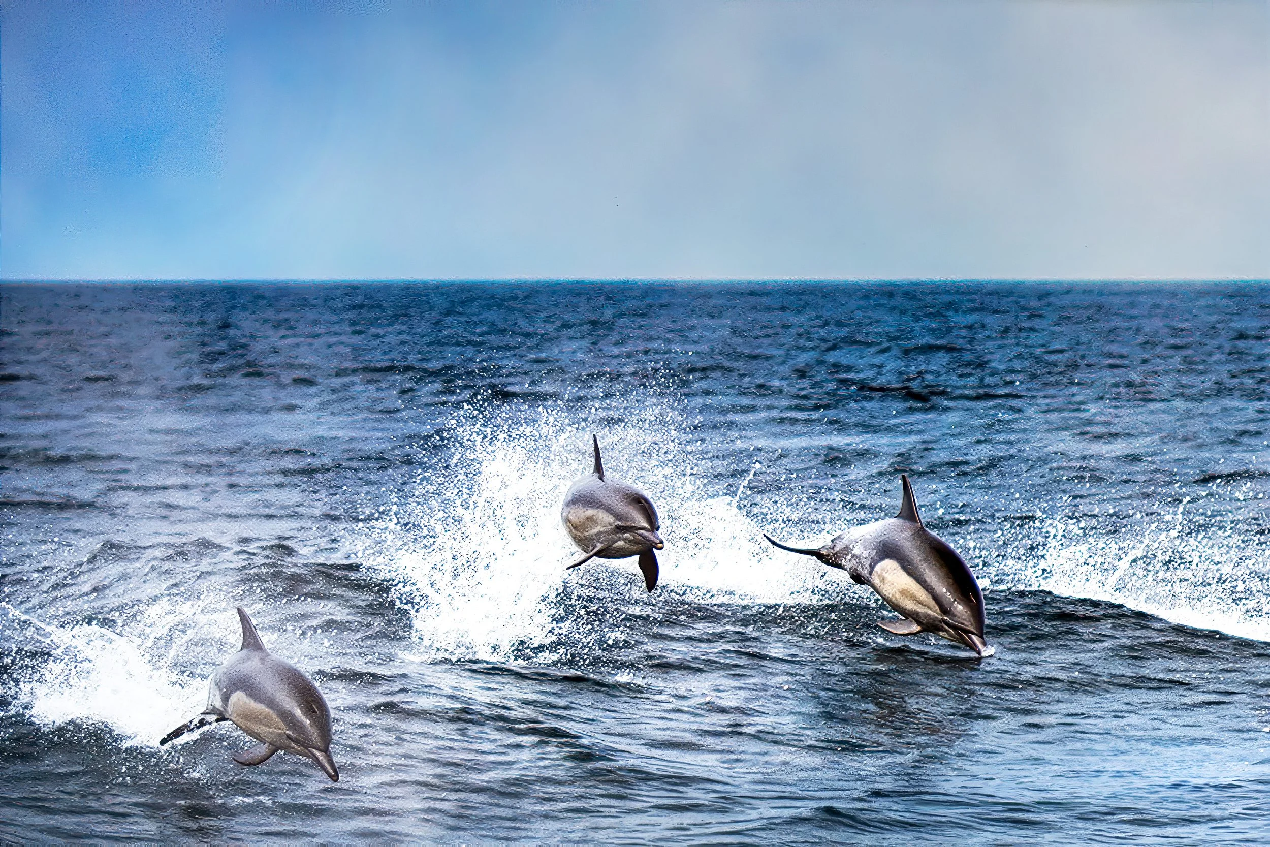 Dolphins_6239-Final Final.jpg