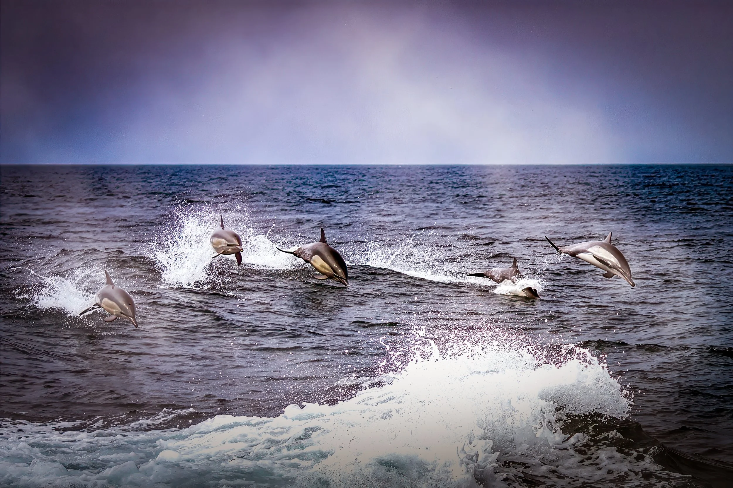 Dolphins_6239 Rev.jpg