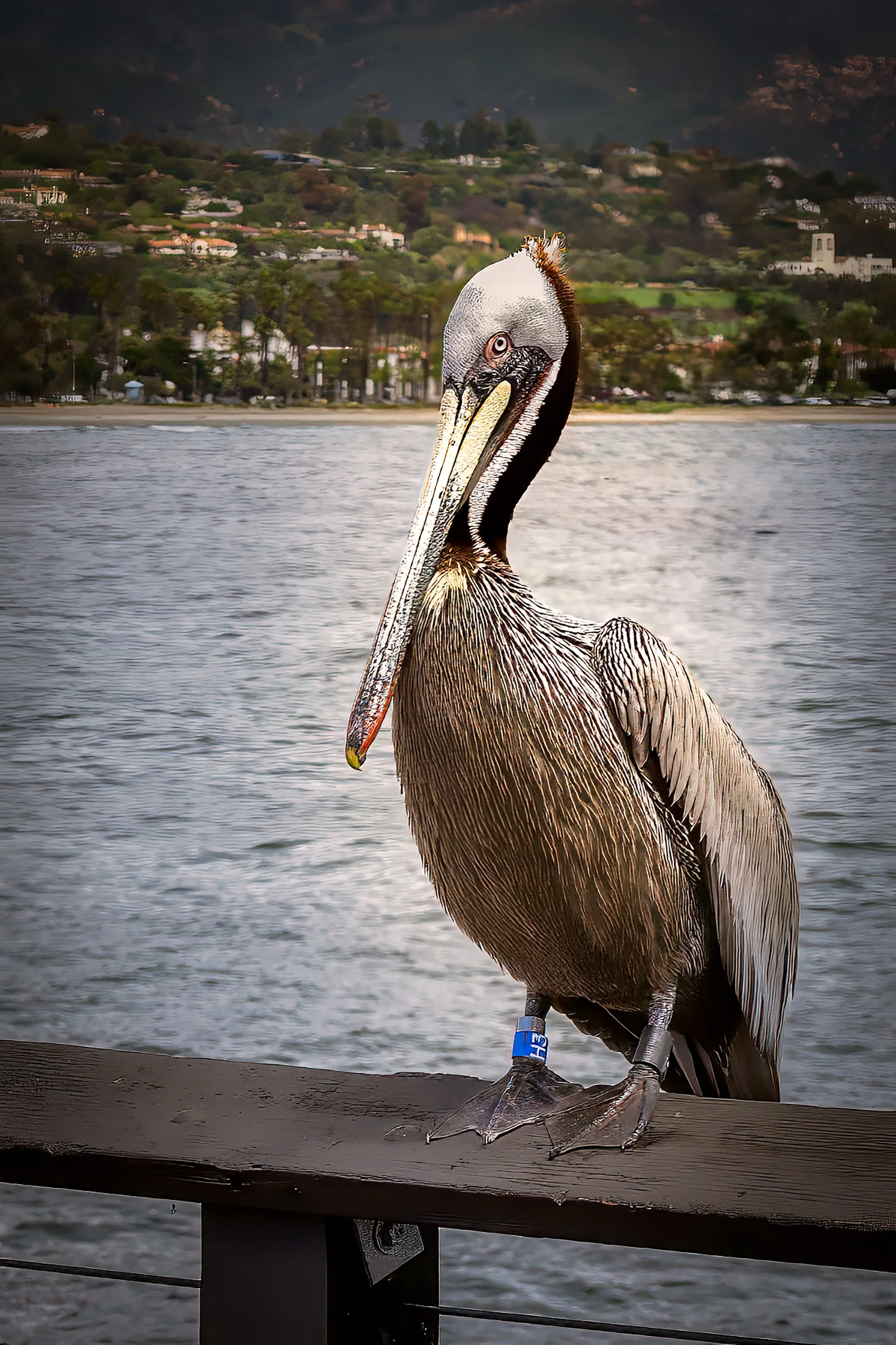 Pelican_1636.jpg