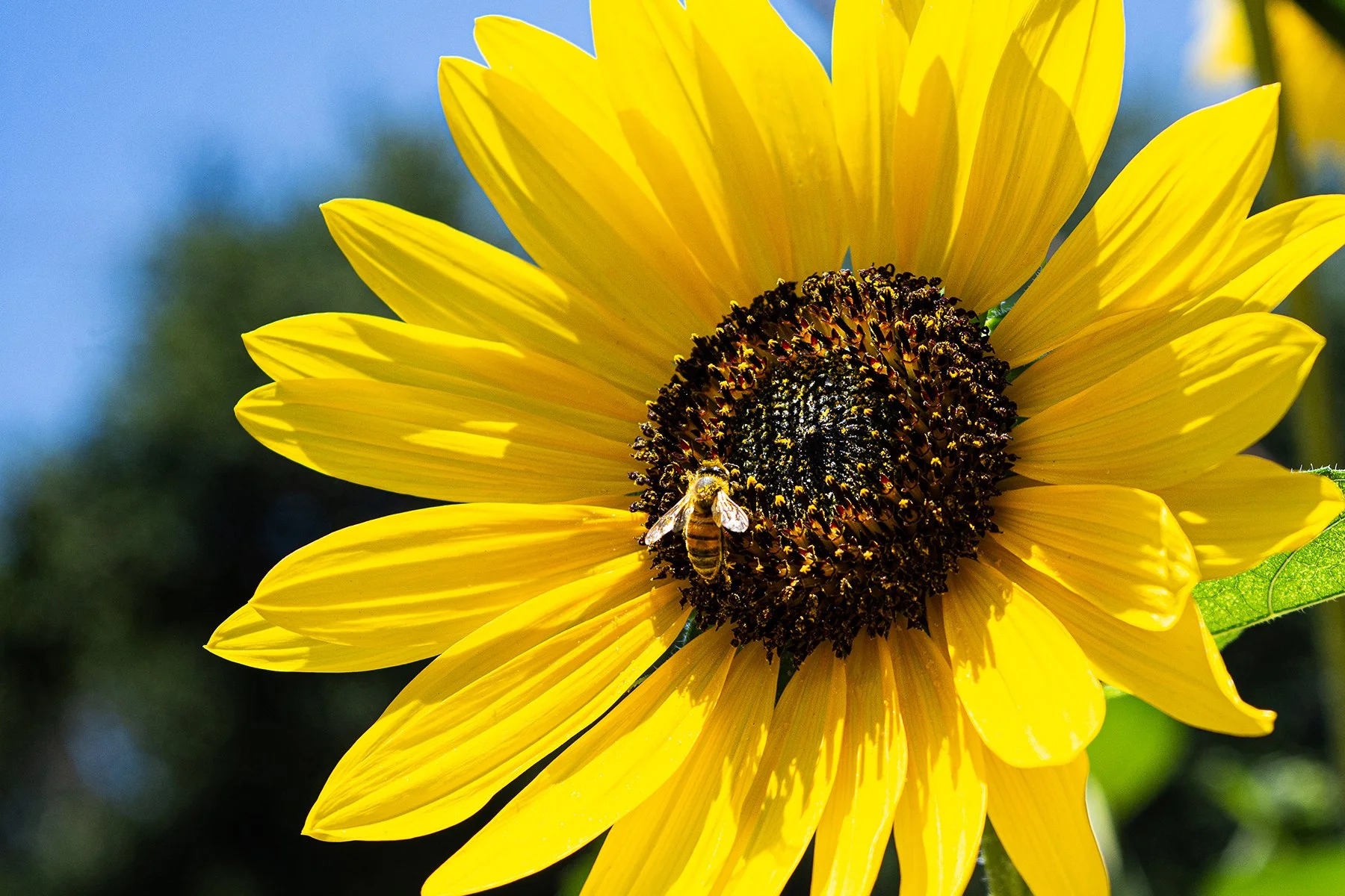 Sunflower and friend