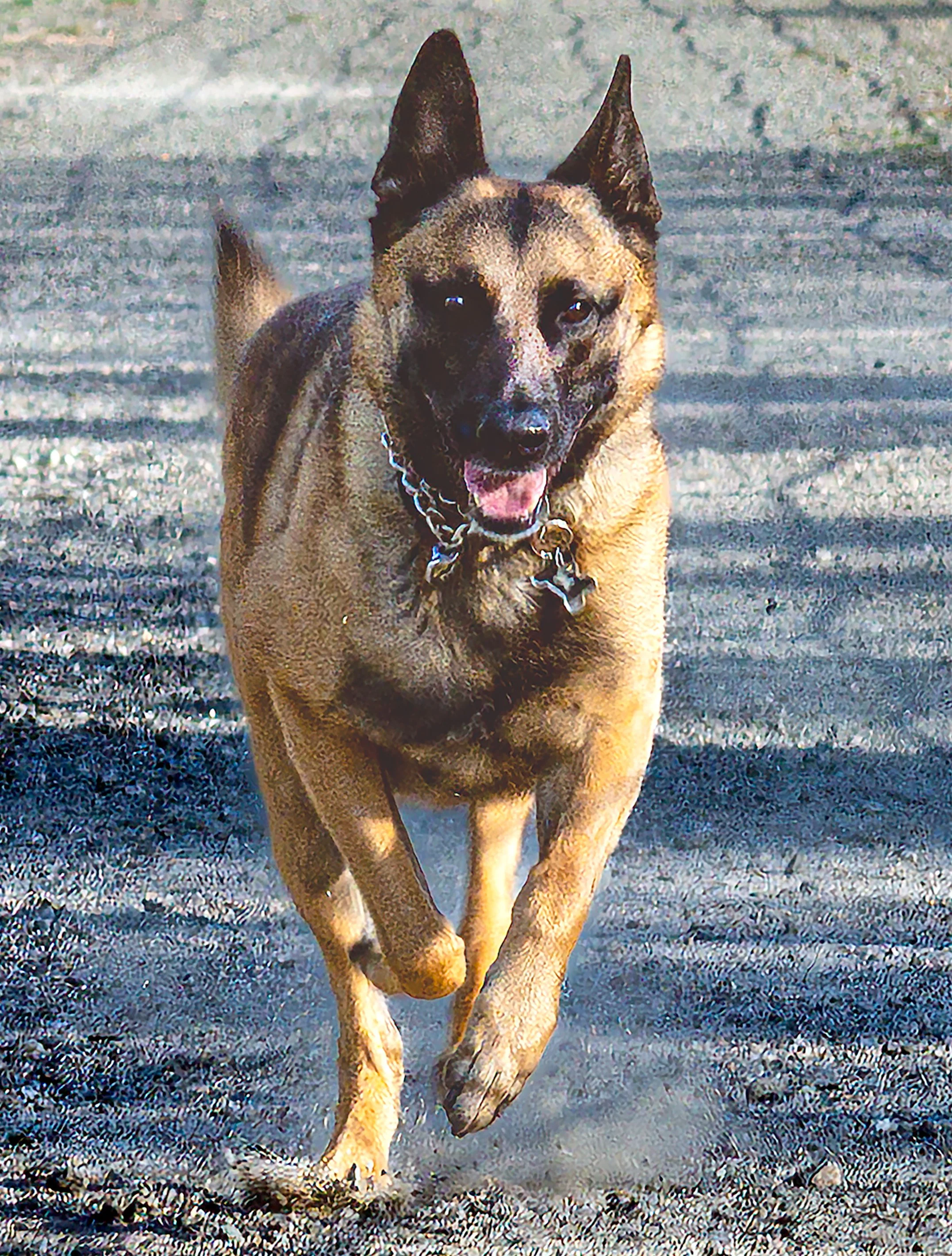 Mazie Gets Her Steps In_3953.jpg
