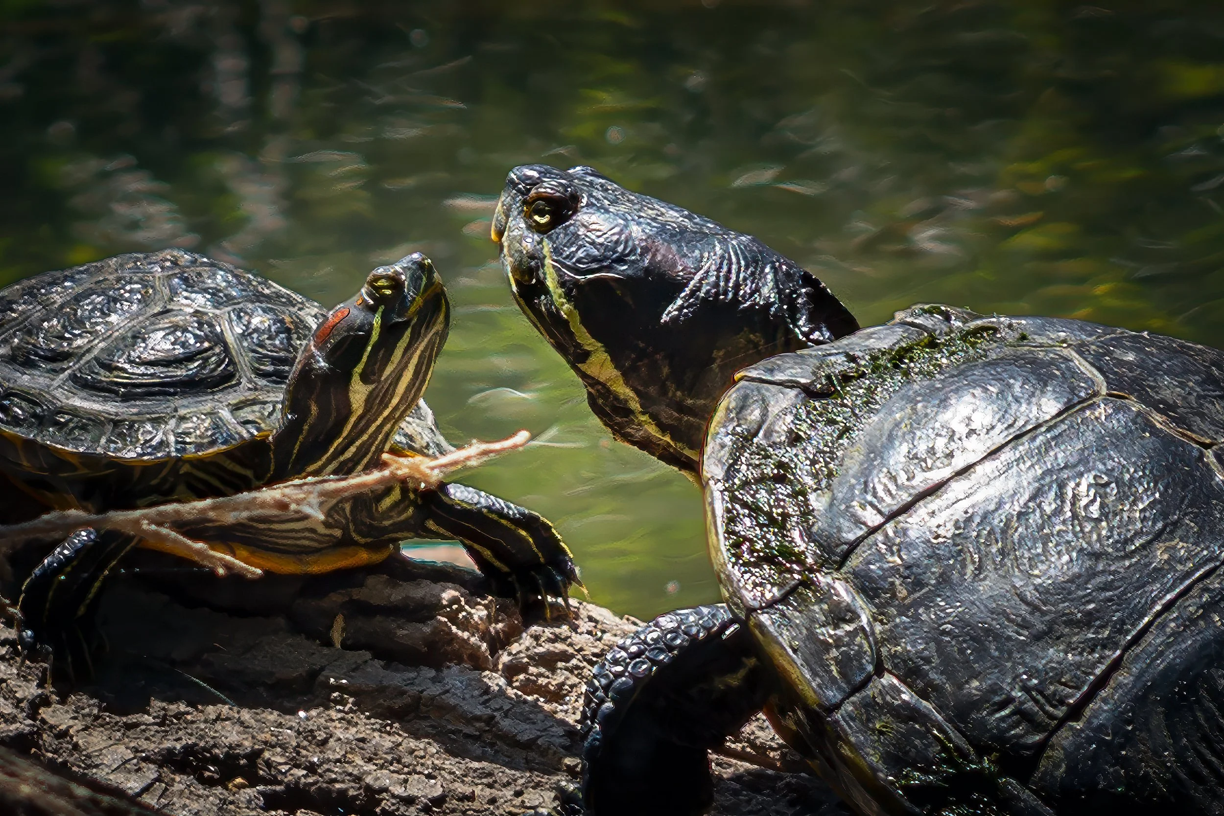 Turtle and Child Reunion_2571.jpg