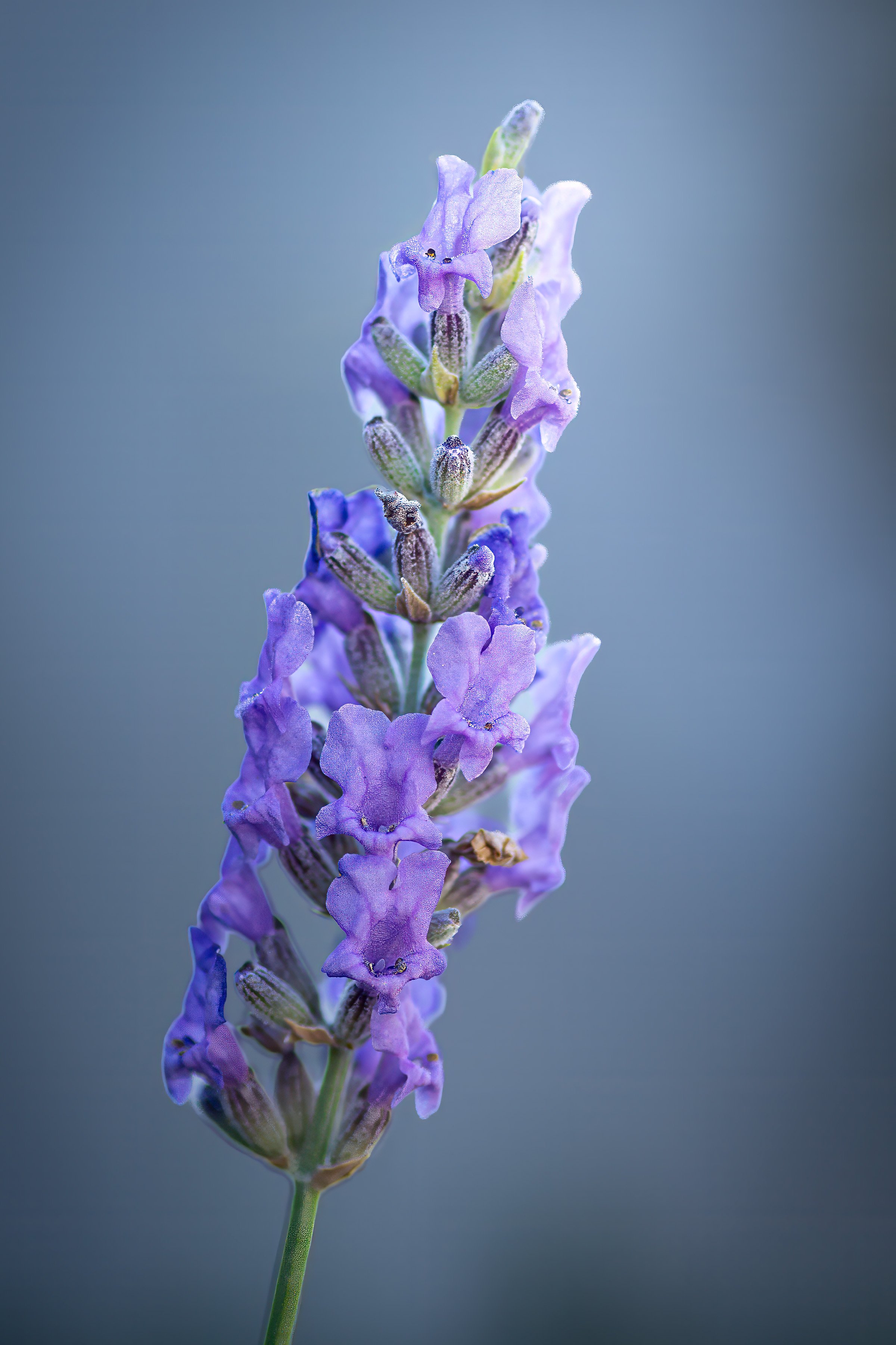 11 Lavender_2520.jpg