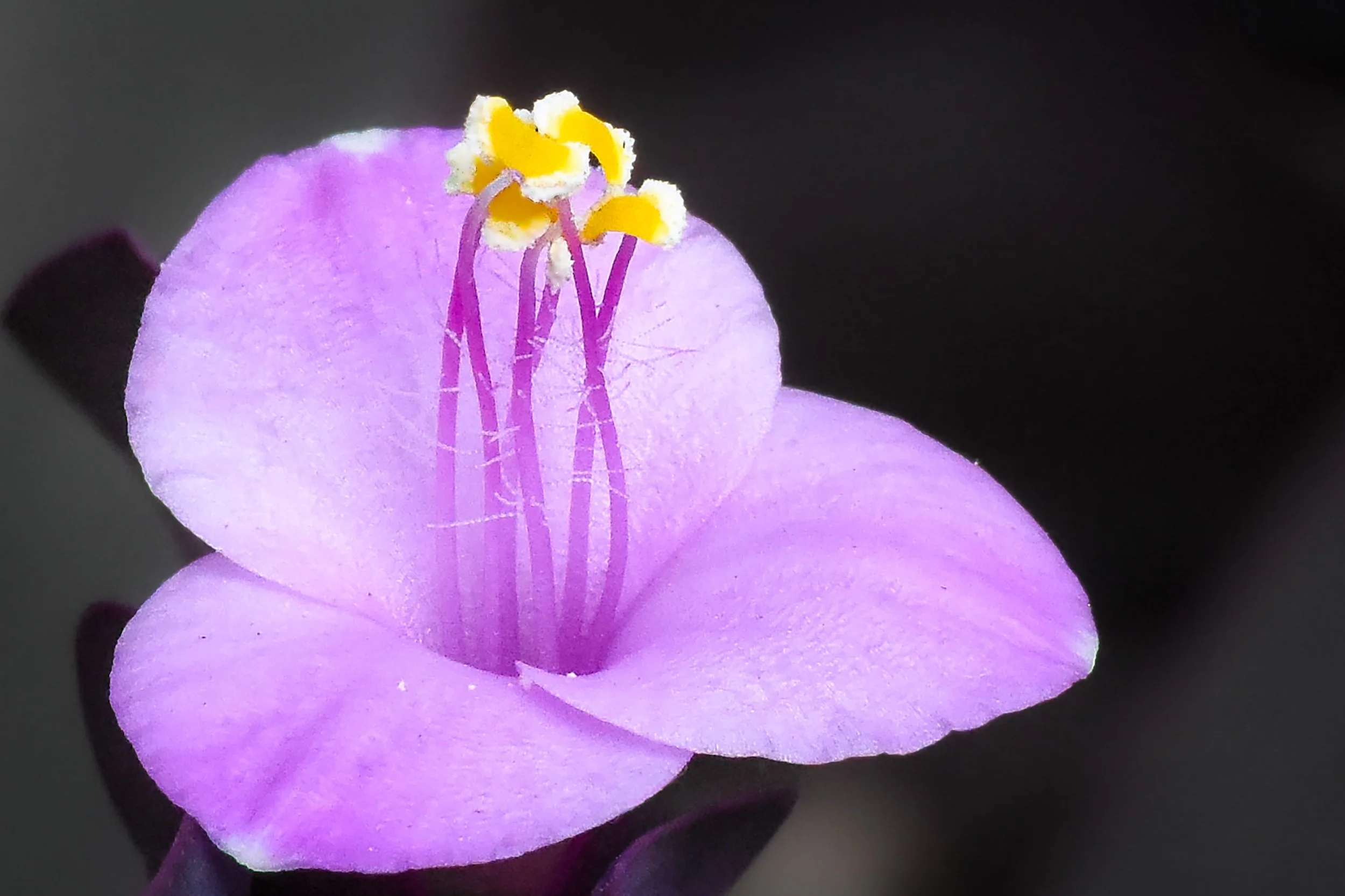Purple Yellow Flower_1107.jpg