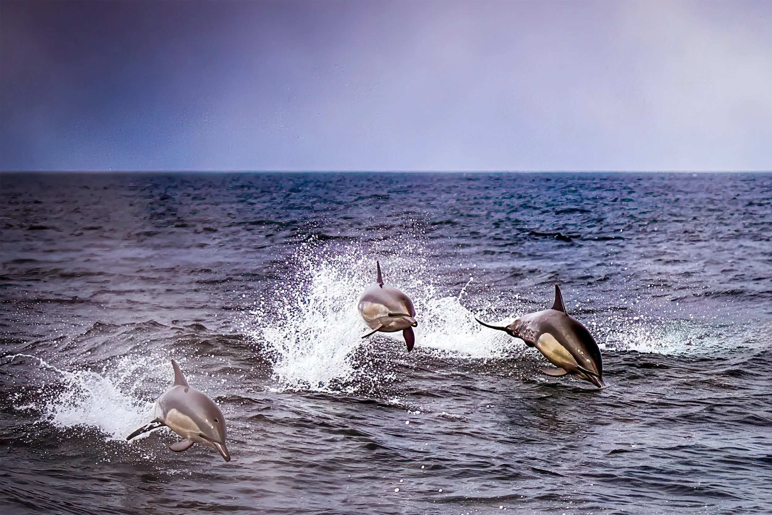 Dolphins_6239 Rev.jpg