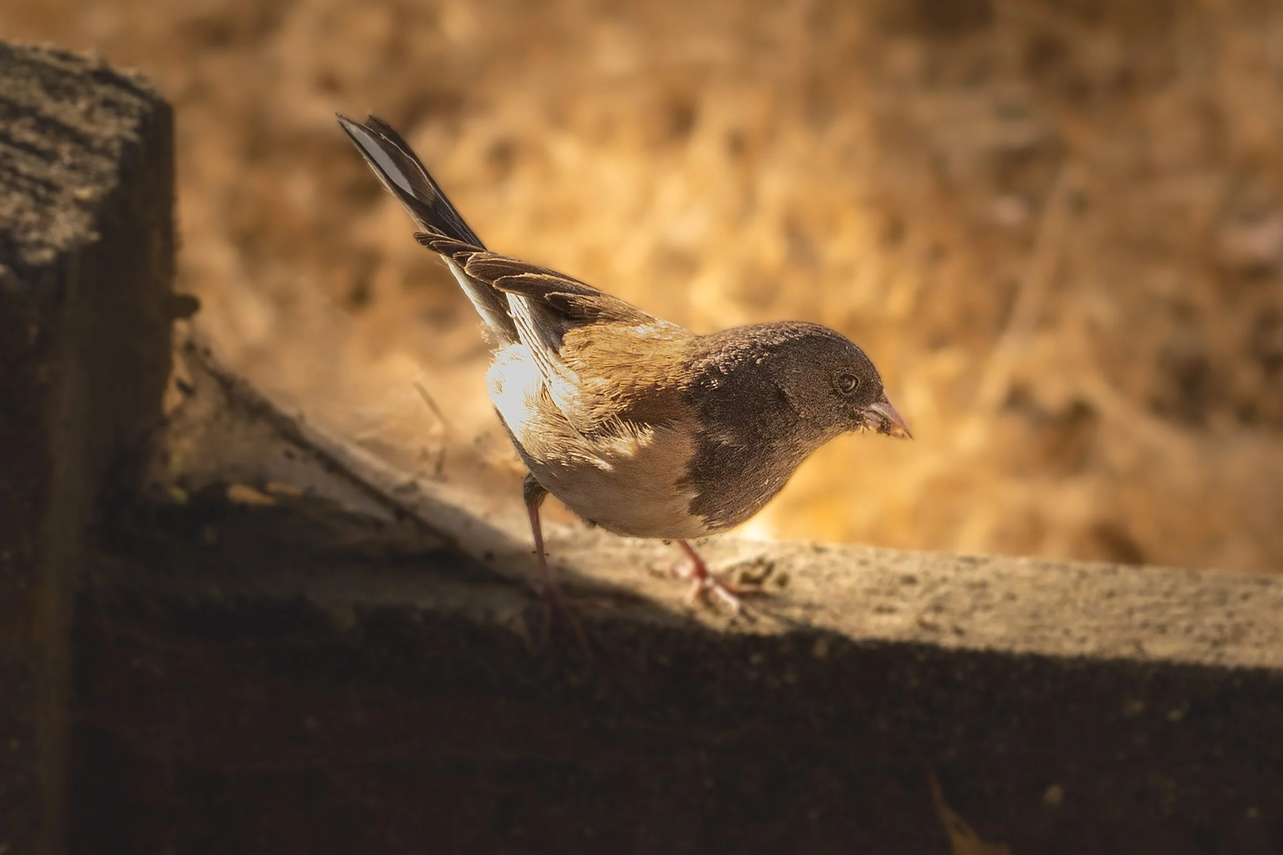 GP Bird_2241.jpg