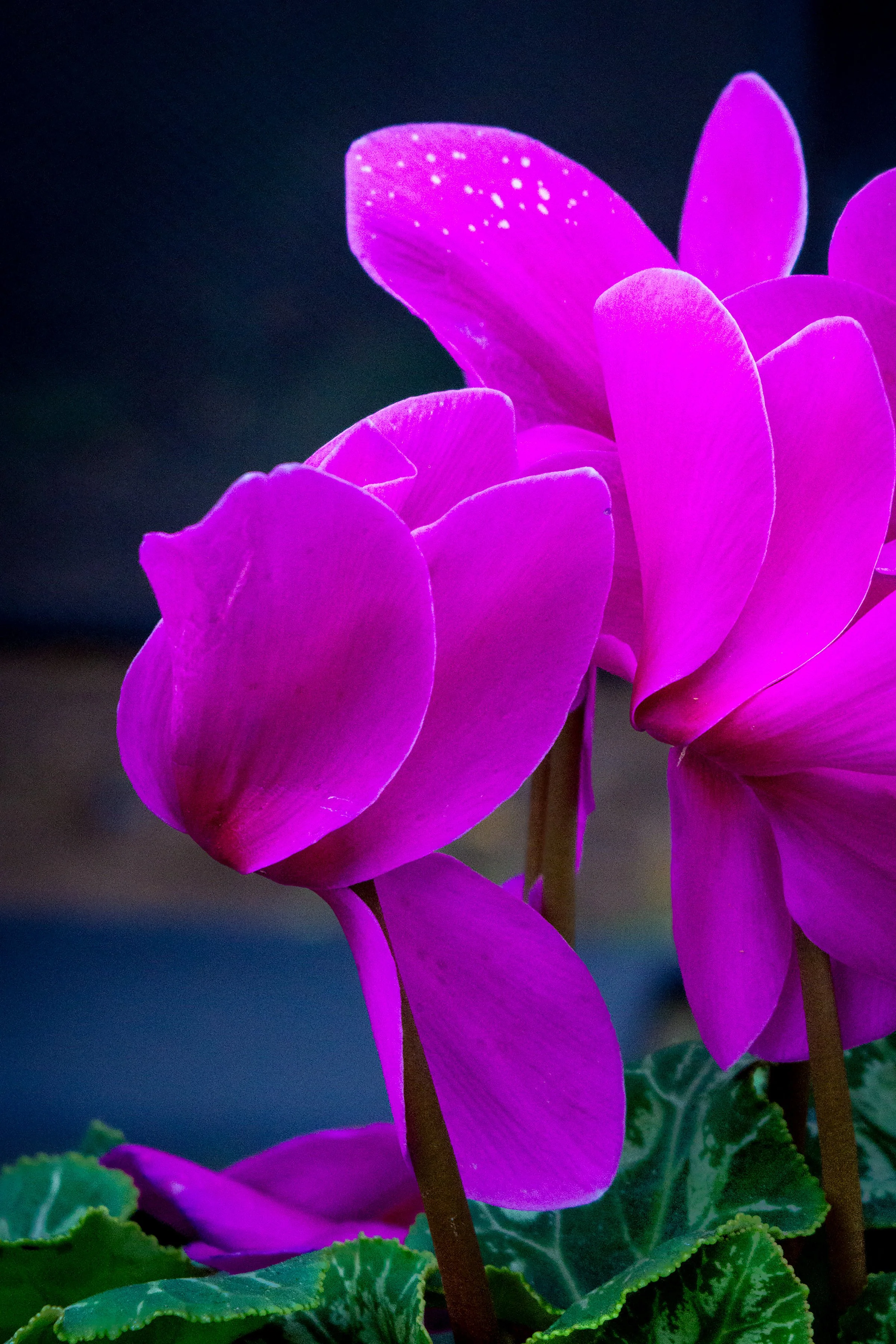 Purple Cyclamen_1355 - Copy.jpg