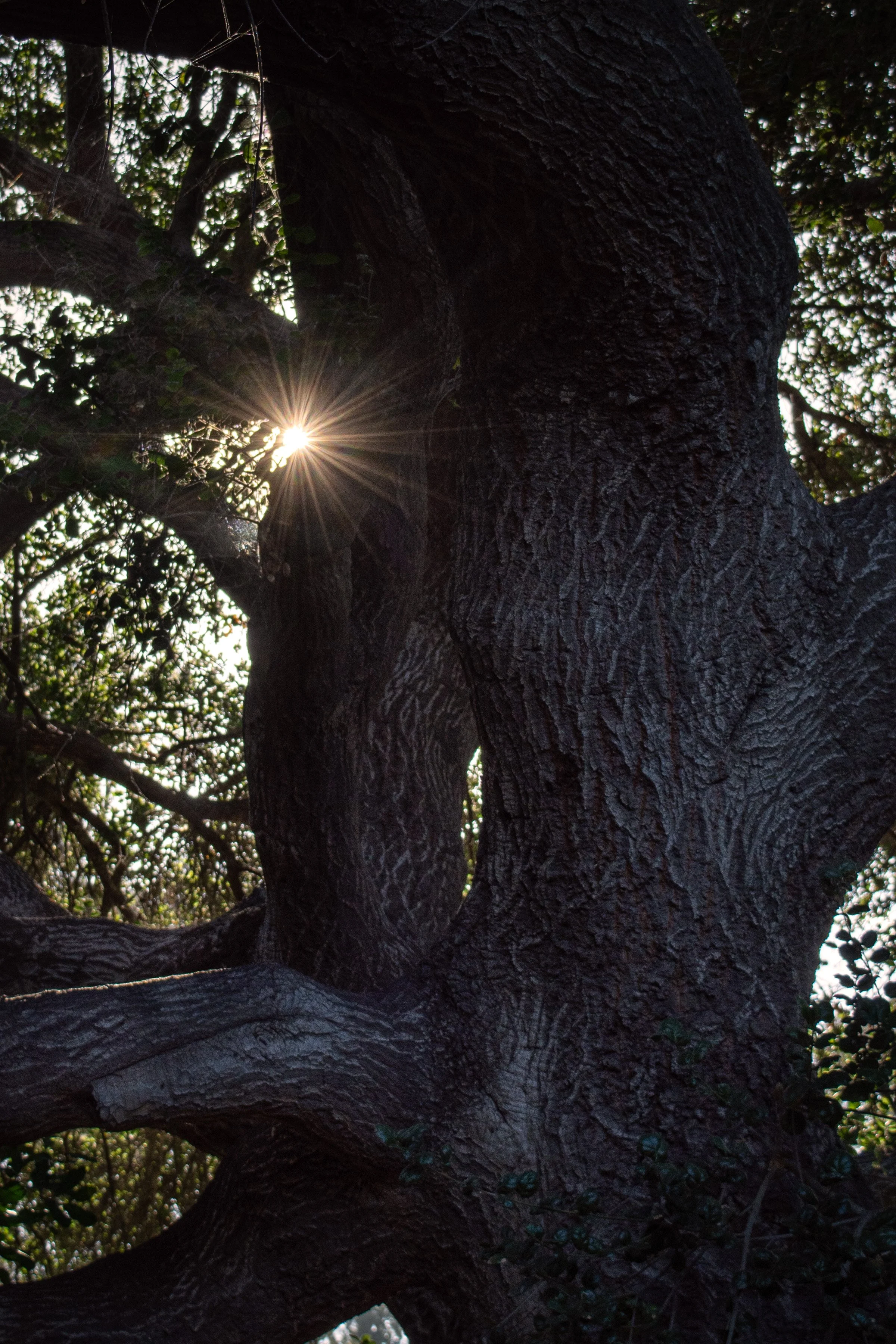 GP Tree_2230.jpg