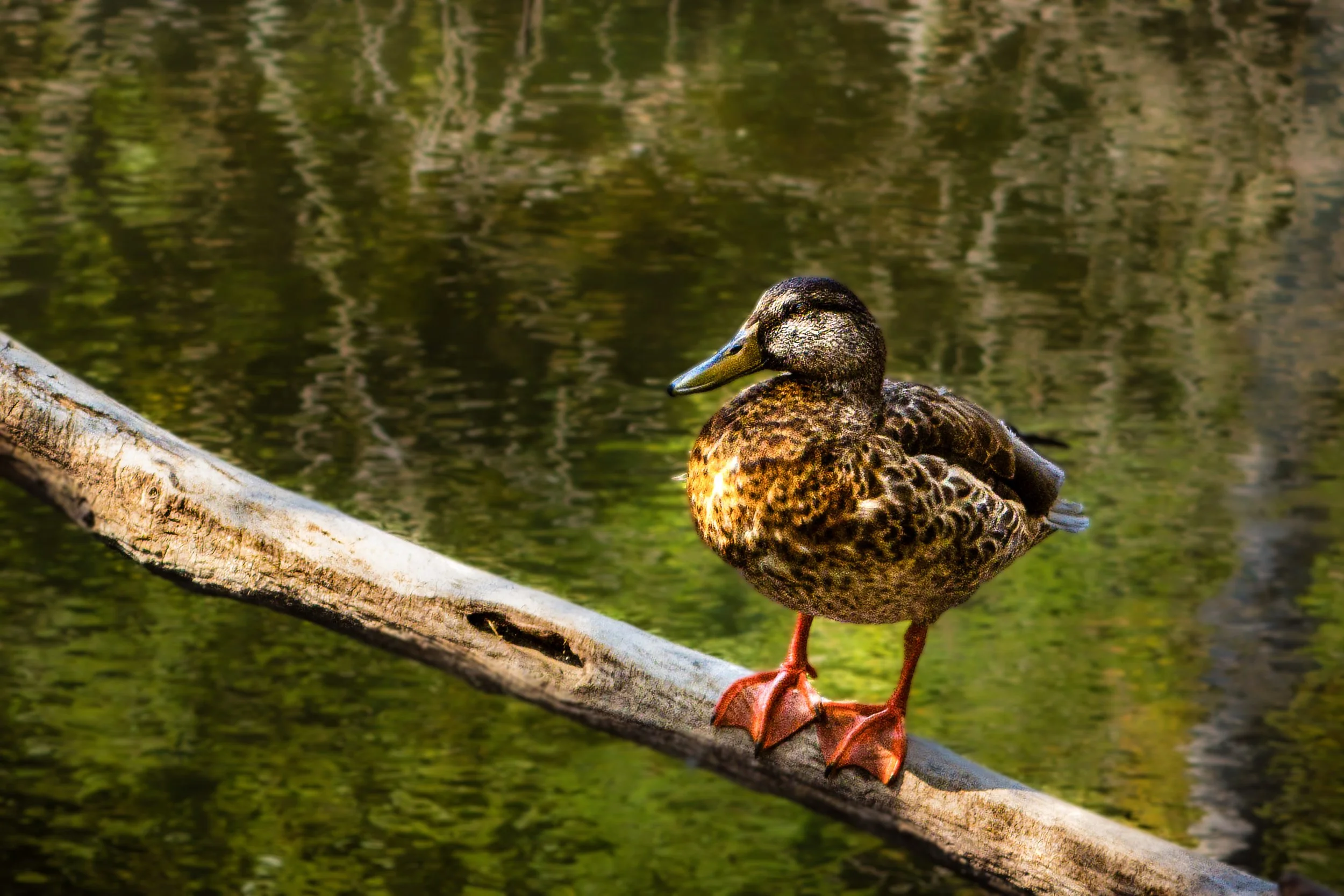 Duck_4578.jpg