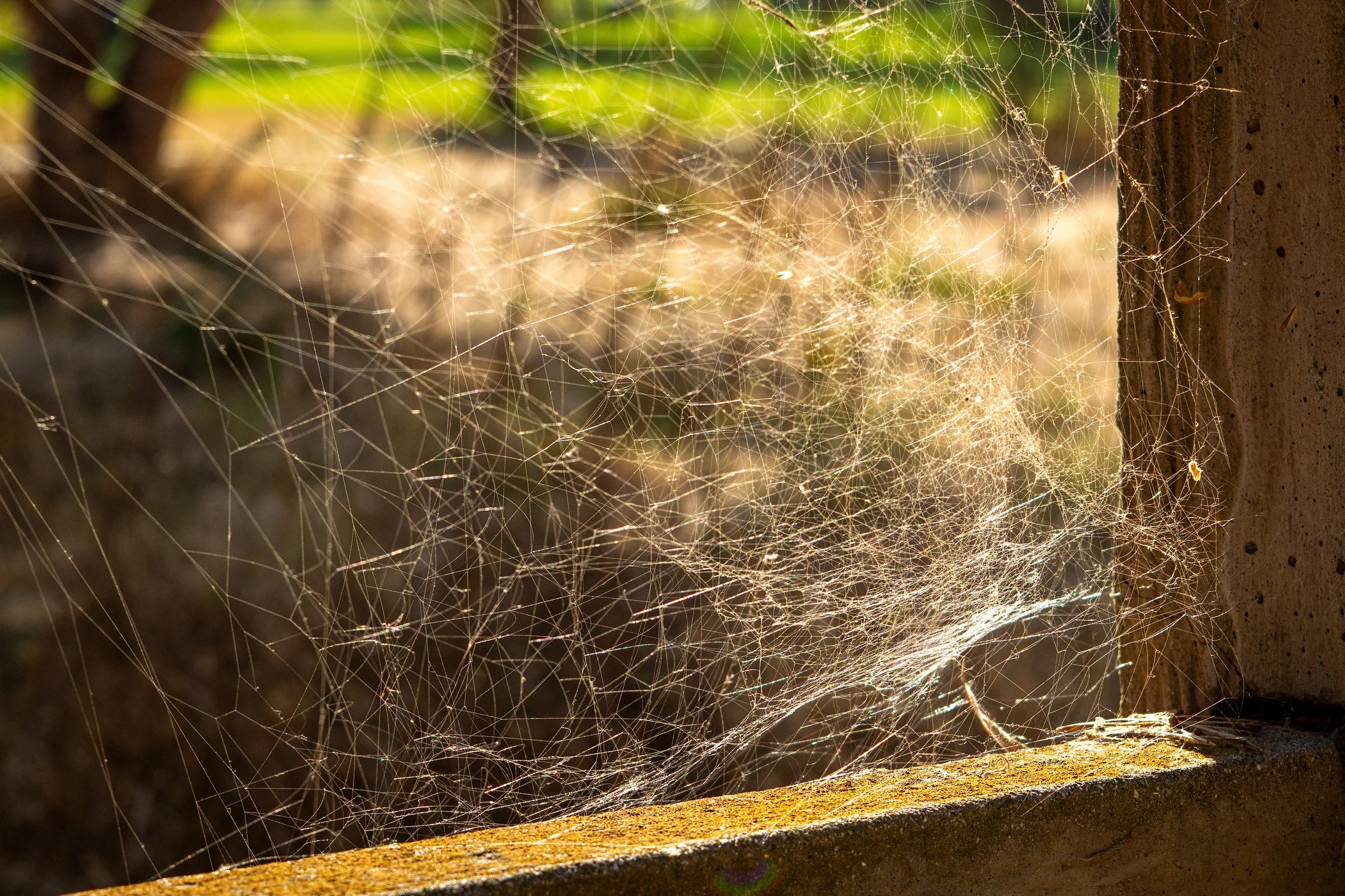 GP Spider Web_2232.jpg