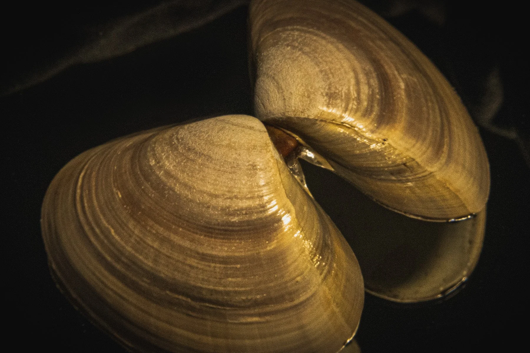 Clam shell from Grover Beach