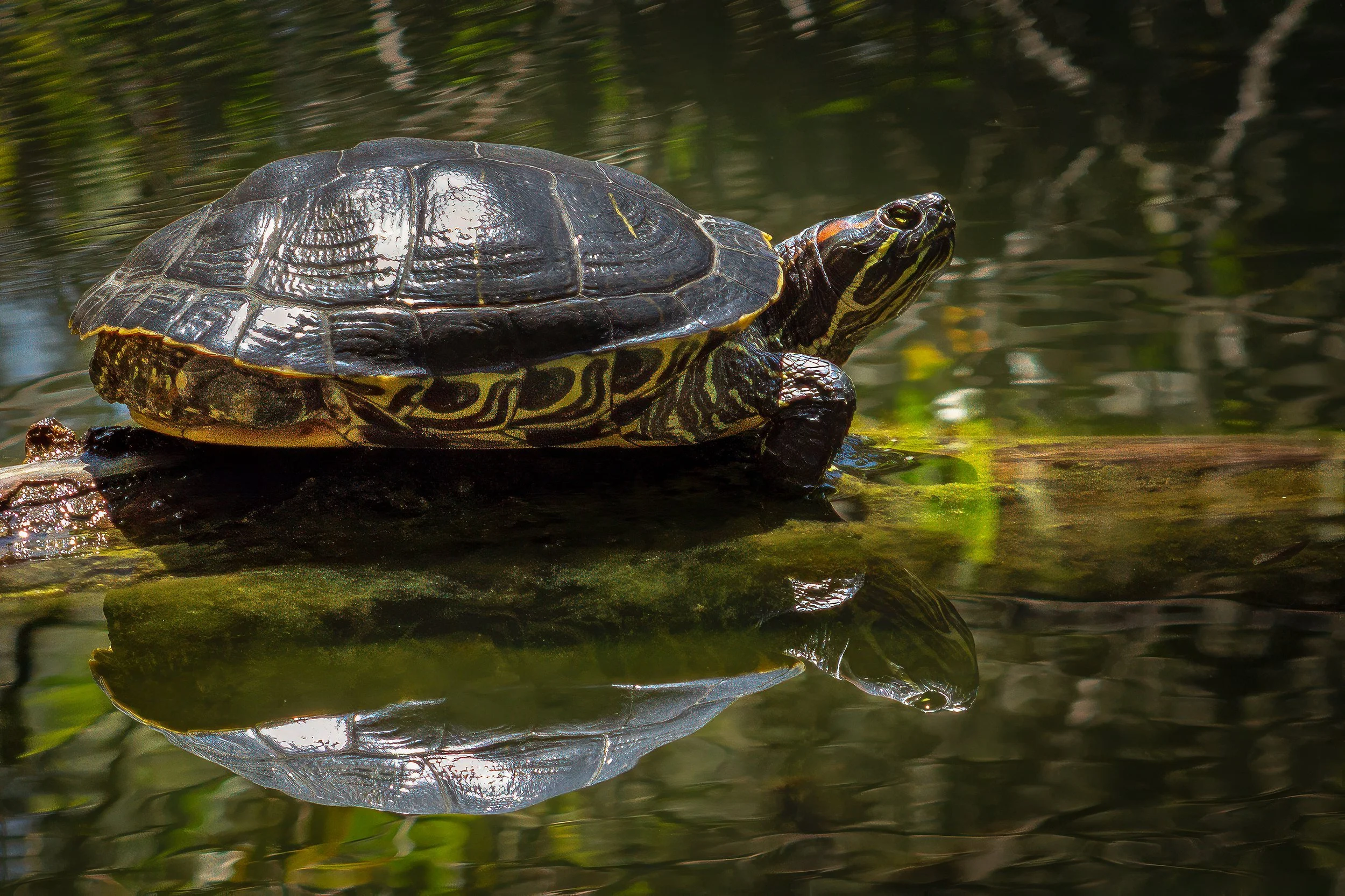 Turtle Reflections_2246.jpg