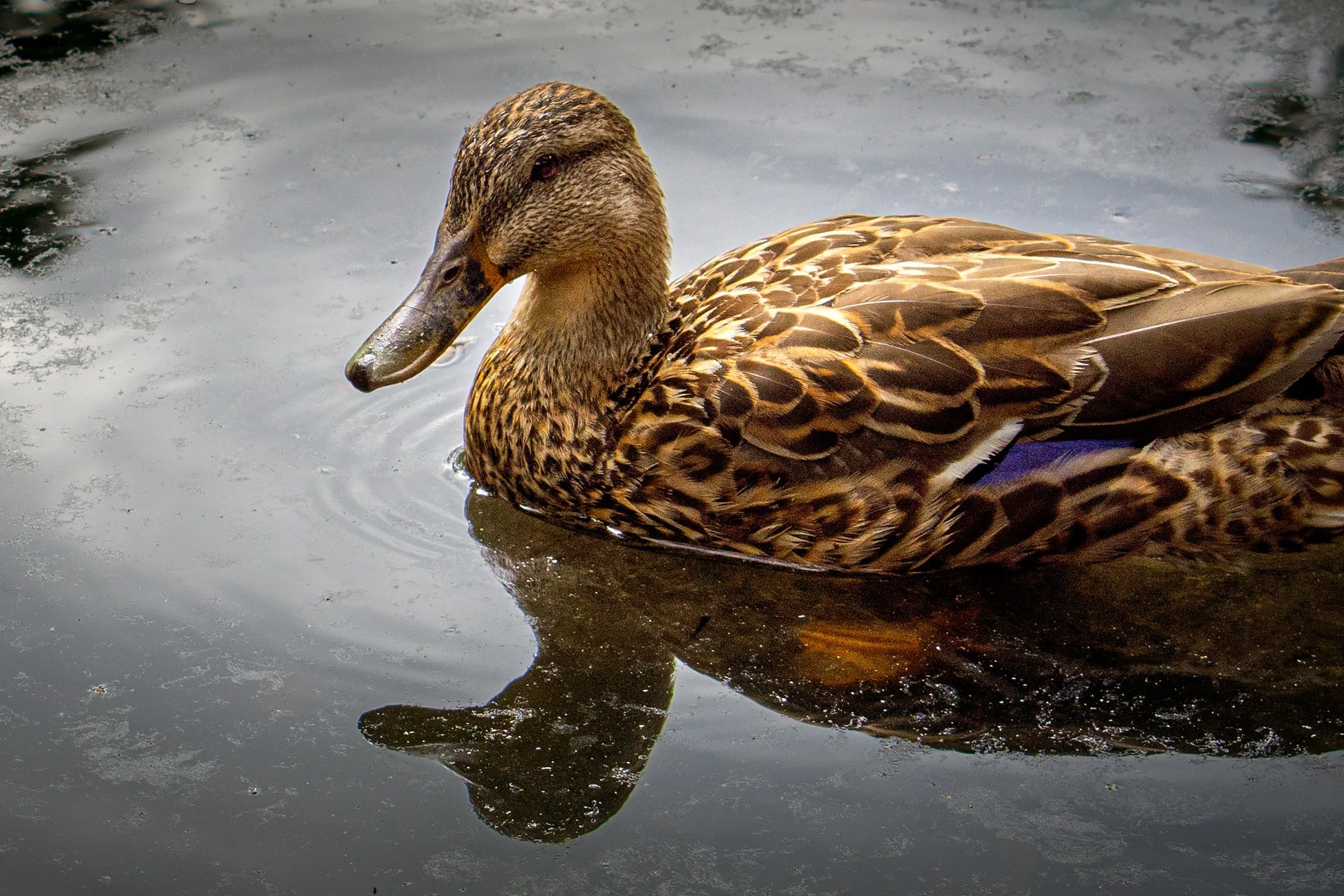 Duck_2601.jpg