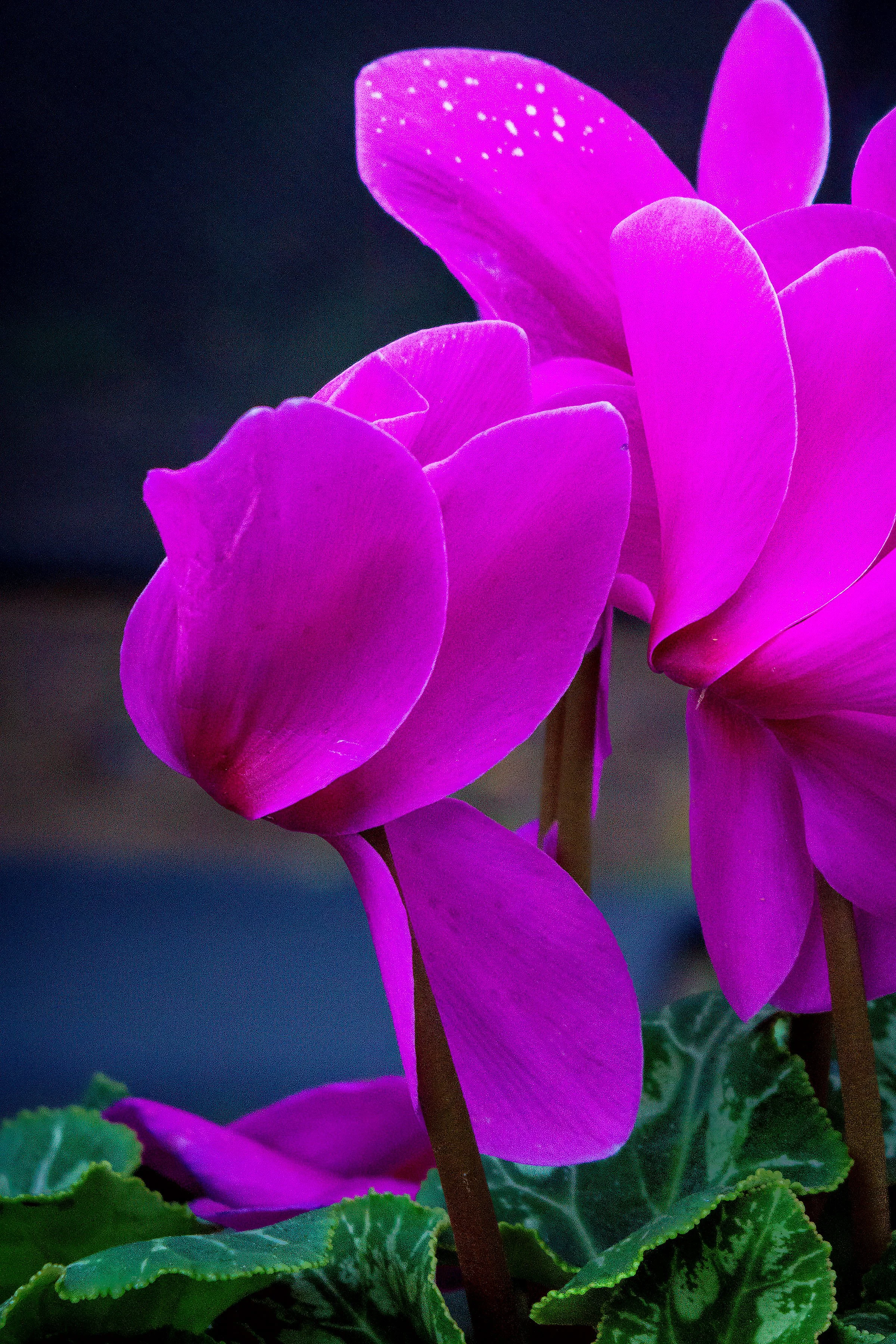 Purple Cyclamen_1355.jpg