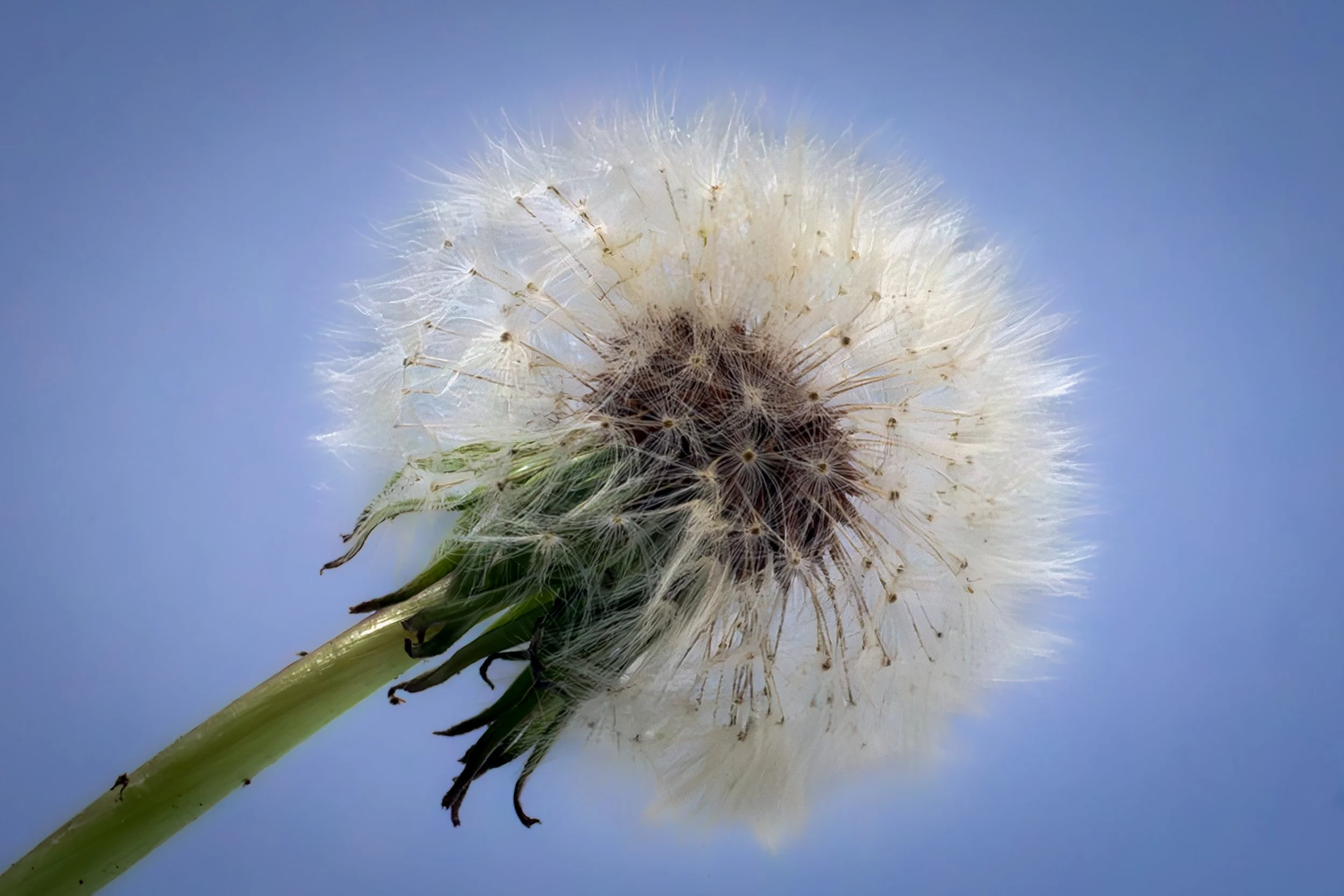 Dandelion_3886.jpg