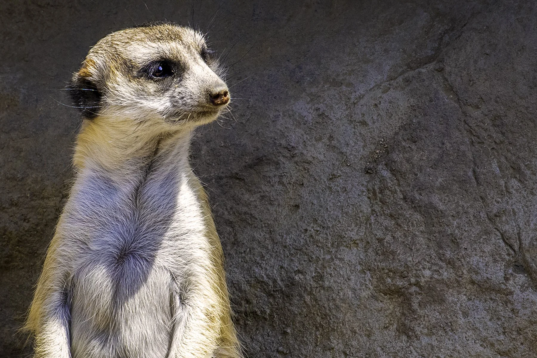 Meerkat.jpg