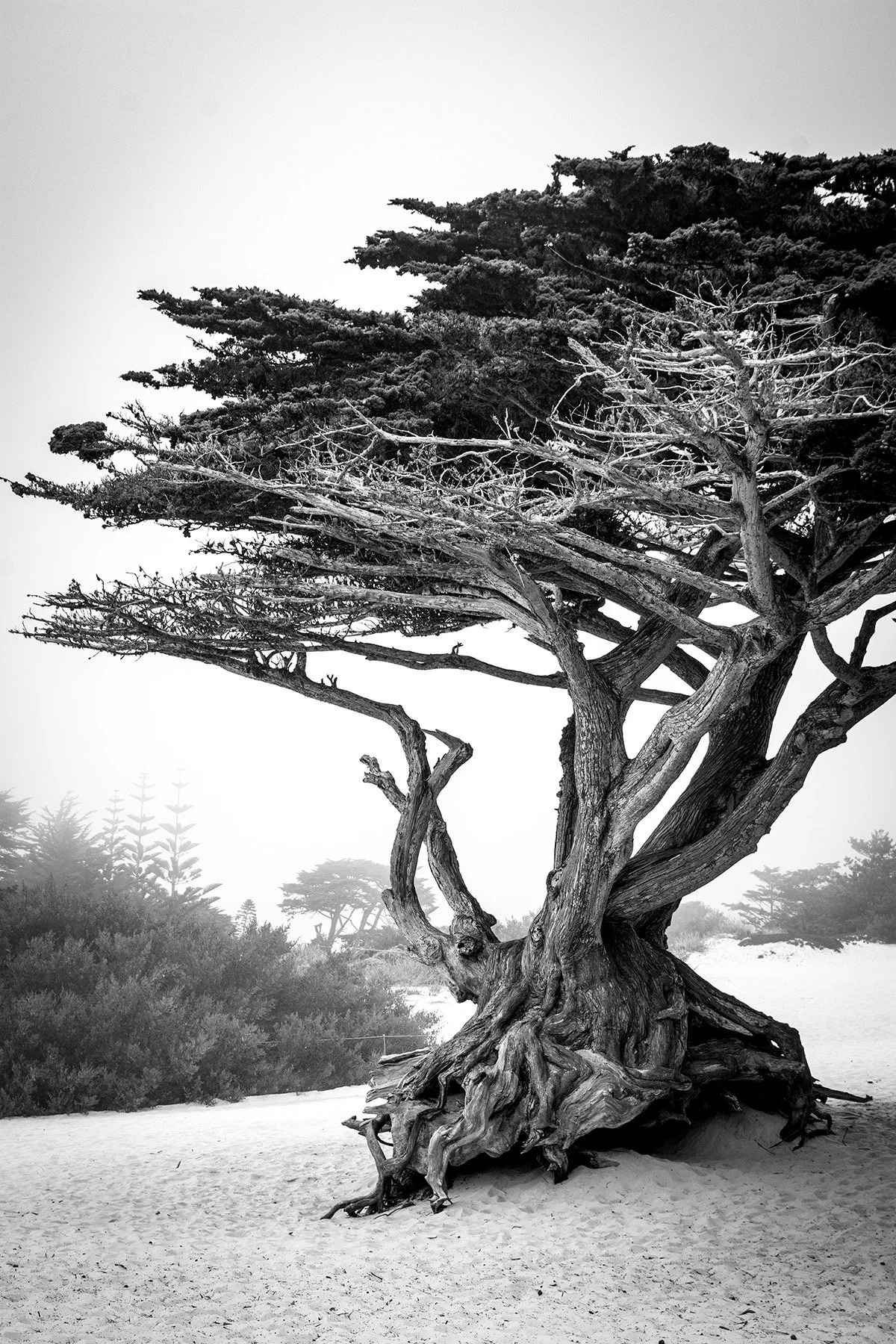 Cypress Tree 8763 BW 8x12 -Flat.jpg