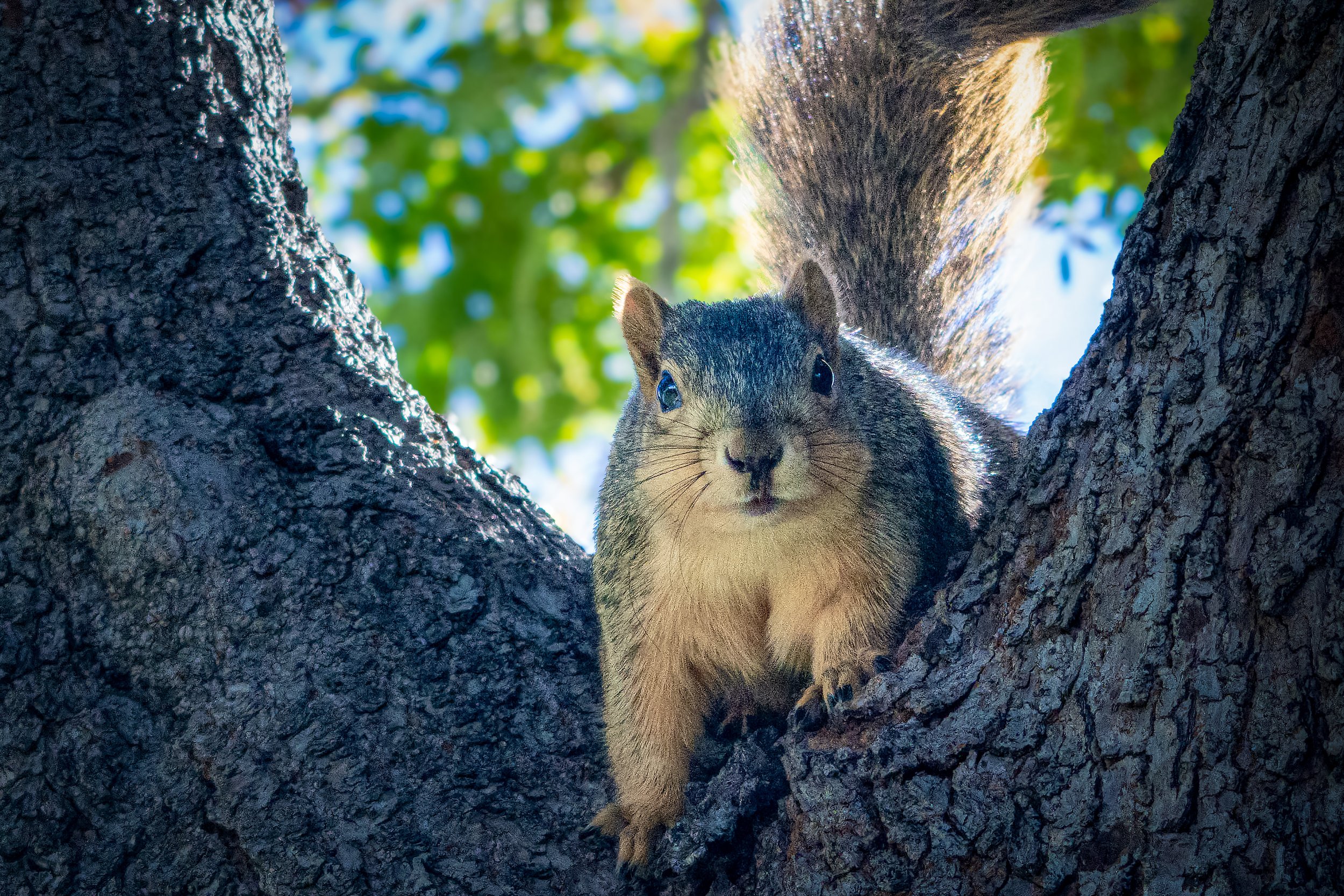 Squirrel_1167.jpg