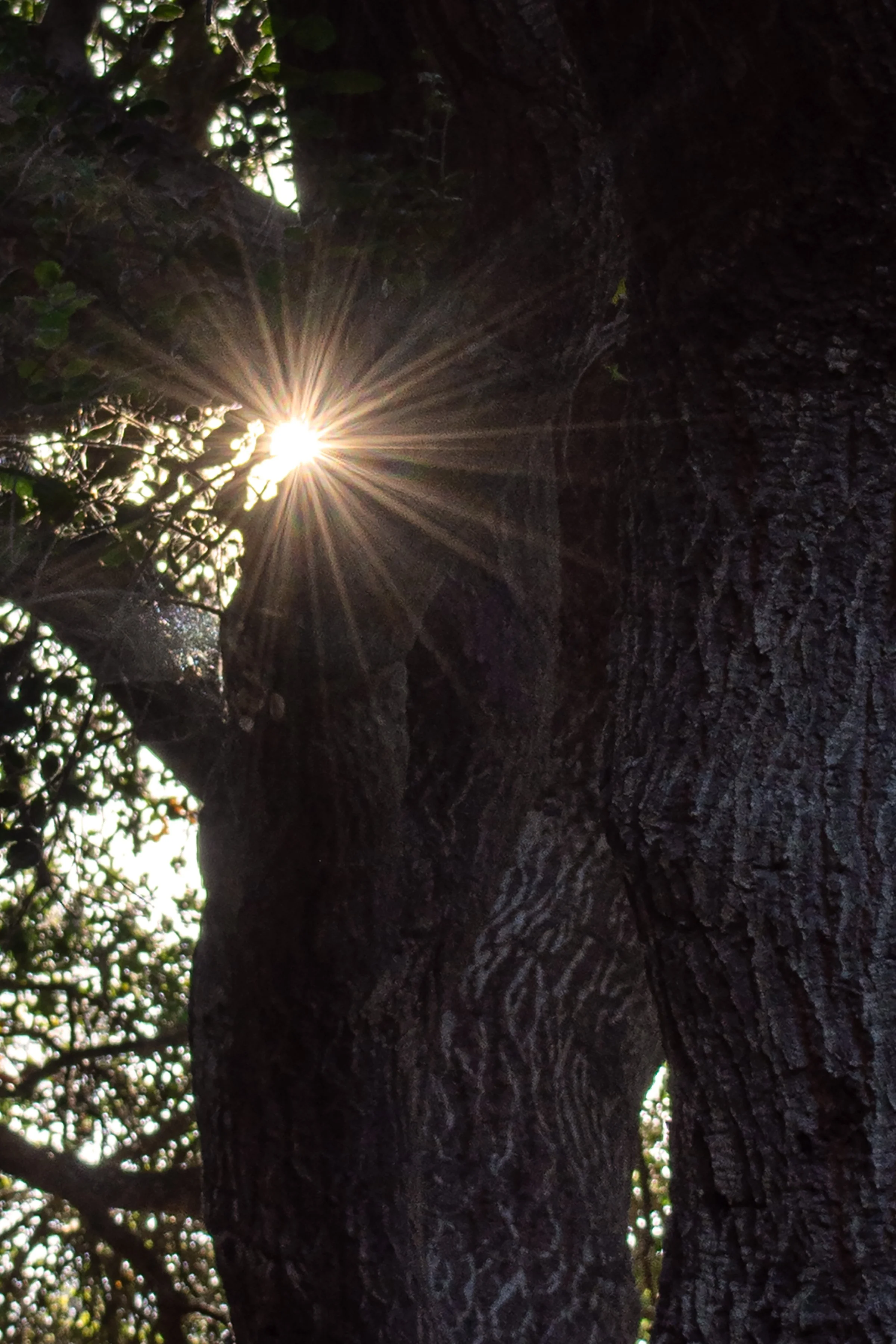 GP Tree_2230_Rev1.jpg