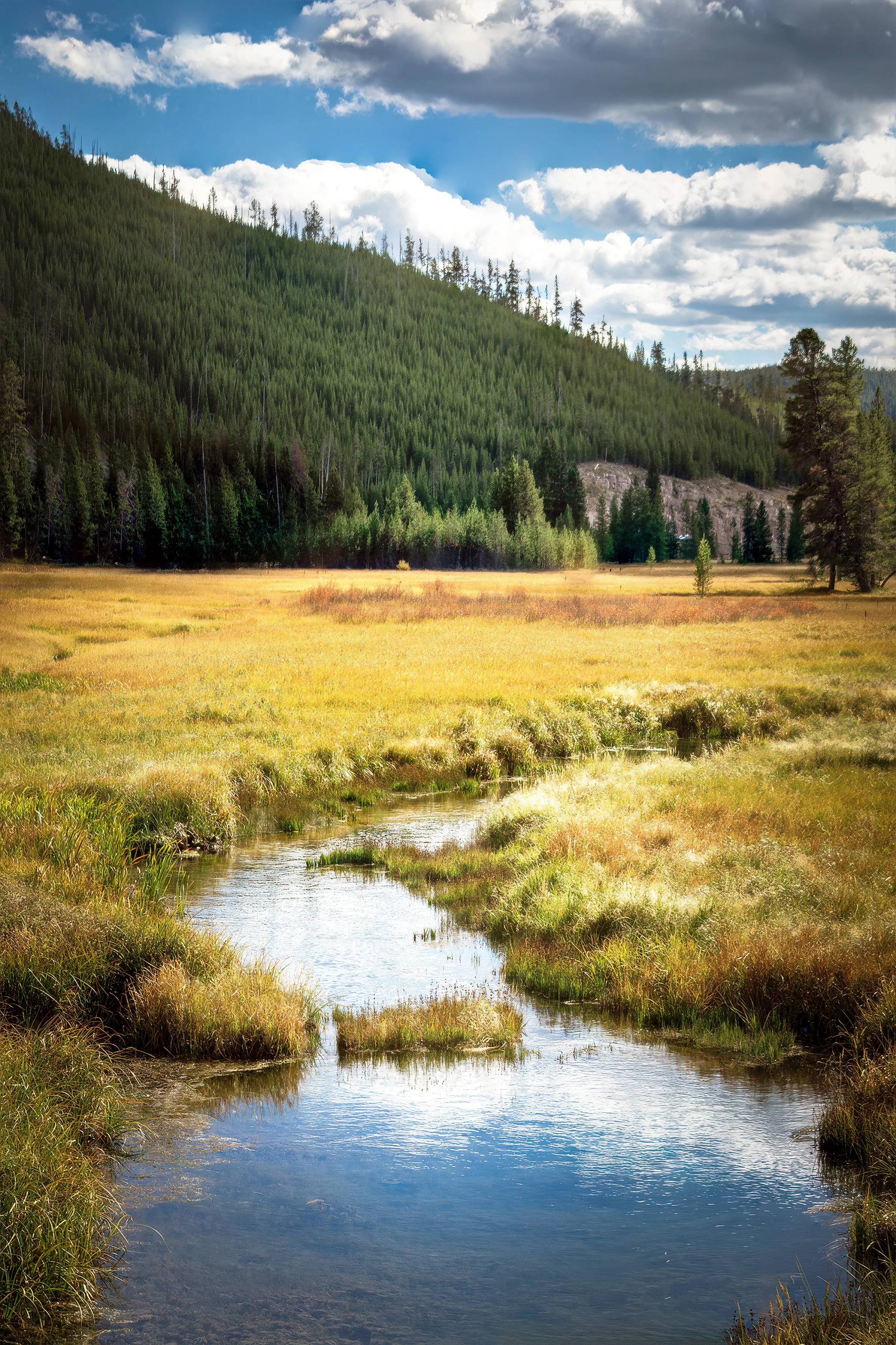Yellowstone Meadow_0612.jpg