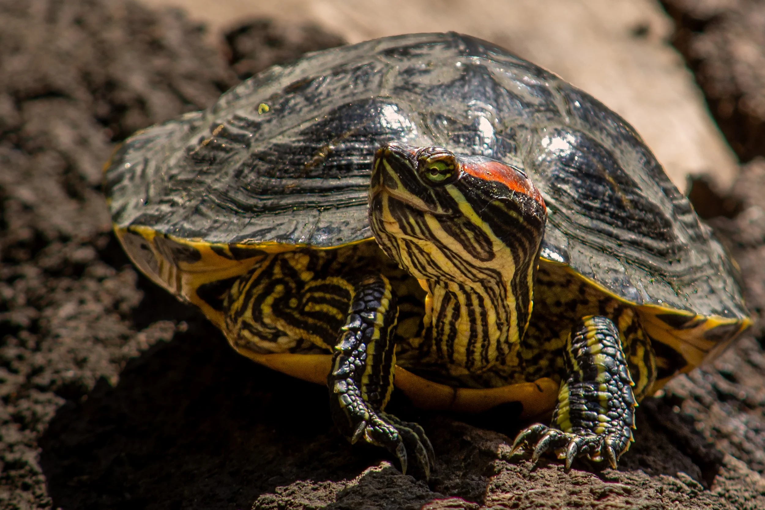 Turtle Punk Rock_2638.jpg