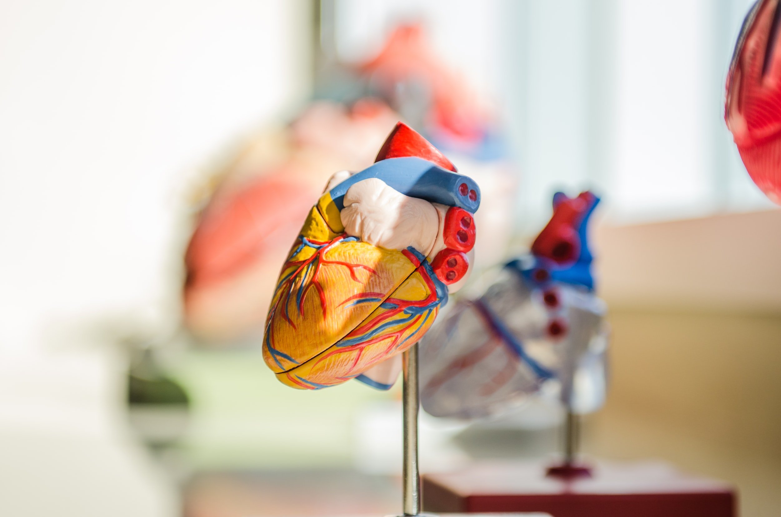 The Basics of Cardio