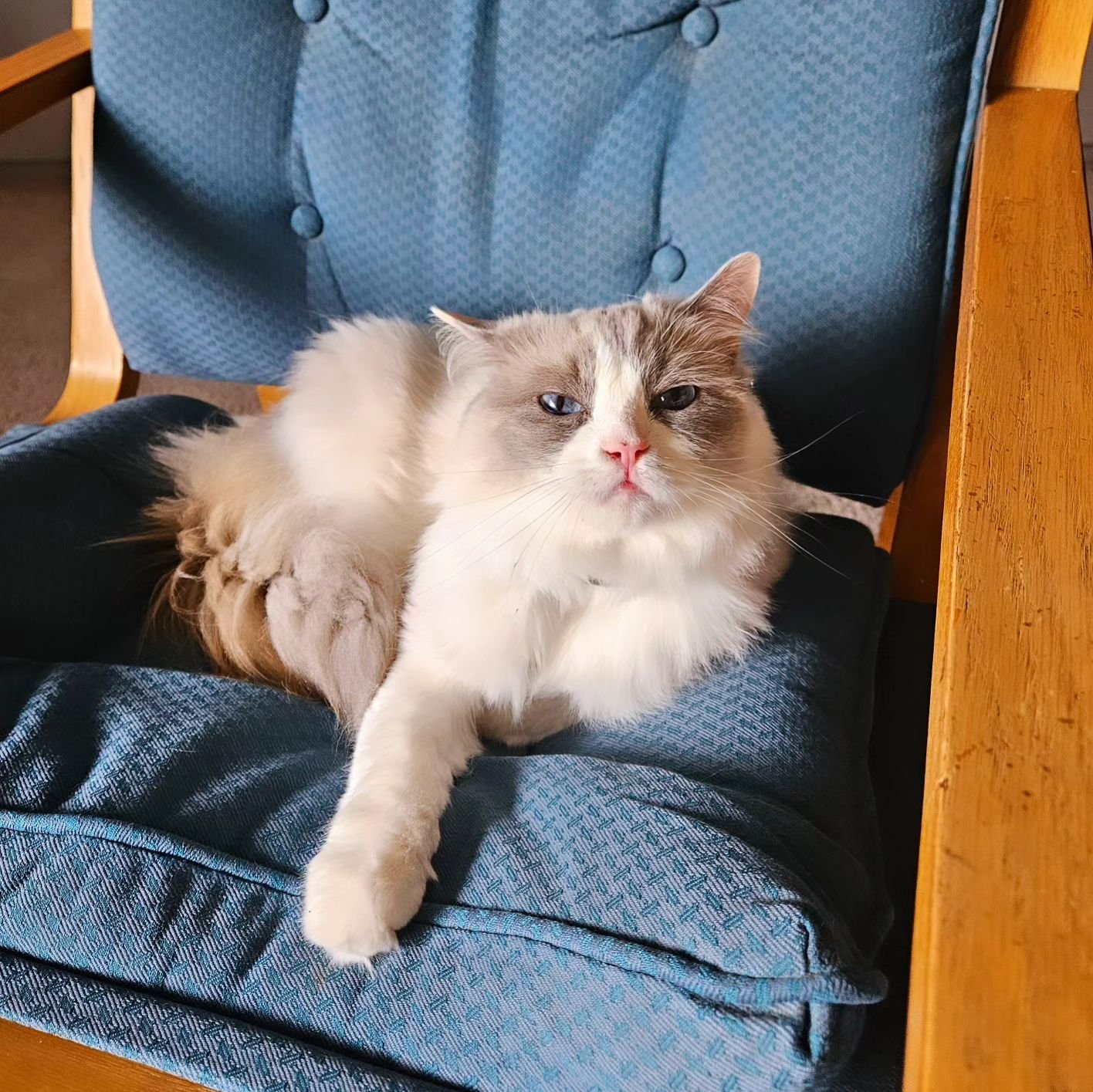 I've been too busy to make videos lately- so here's a picture of my client's cat! She's a Rag Doll named Lucy- so pretty, gentle and loves to be held! 😻

#ragdollcat #catsofinstagram