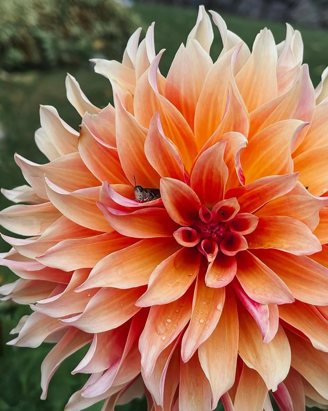 During these busy summer months, make sure to stop and smell the flowers and say &ldquo;Hi!&rdquo; To a friend along the way! 🦗

Pictured is a gorgeous summer dahlia. If you see them on the island, make sure to snap a photo and share it with us! 

#