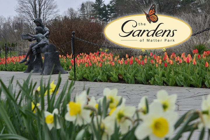 gardens tulips April 2014.jpg