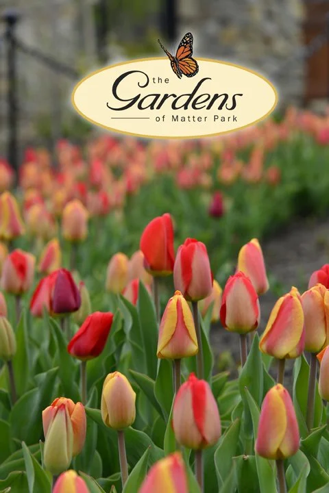 tulips in the gardens2.jpg