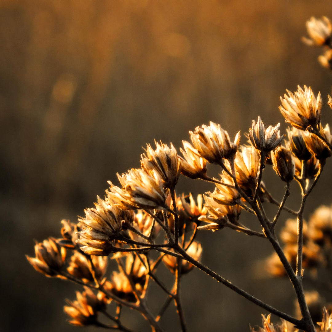 What Does a Death Doula Do in Nashville?