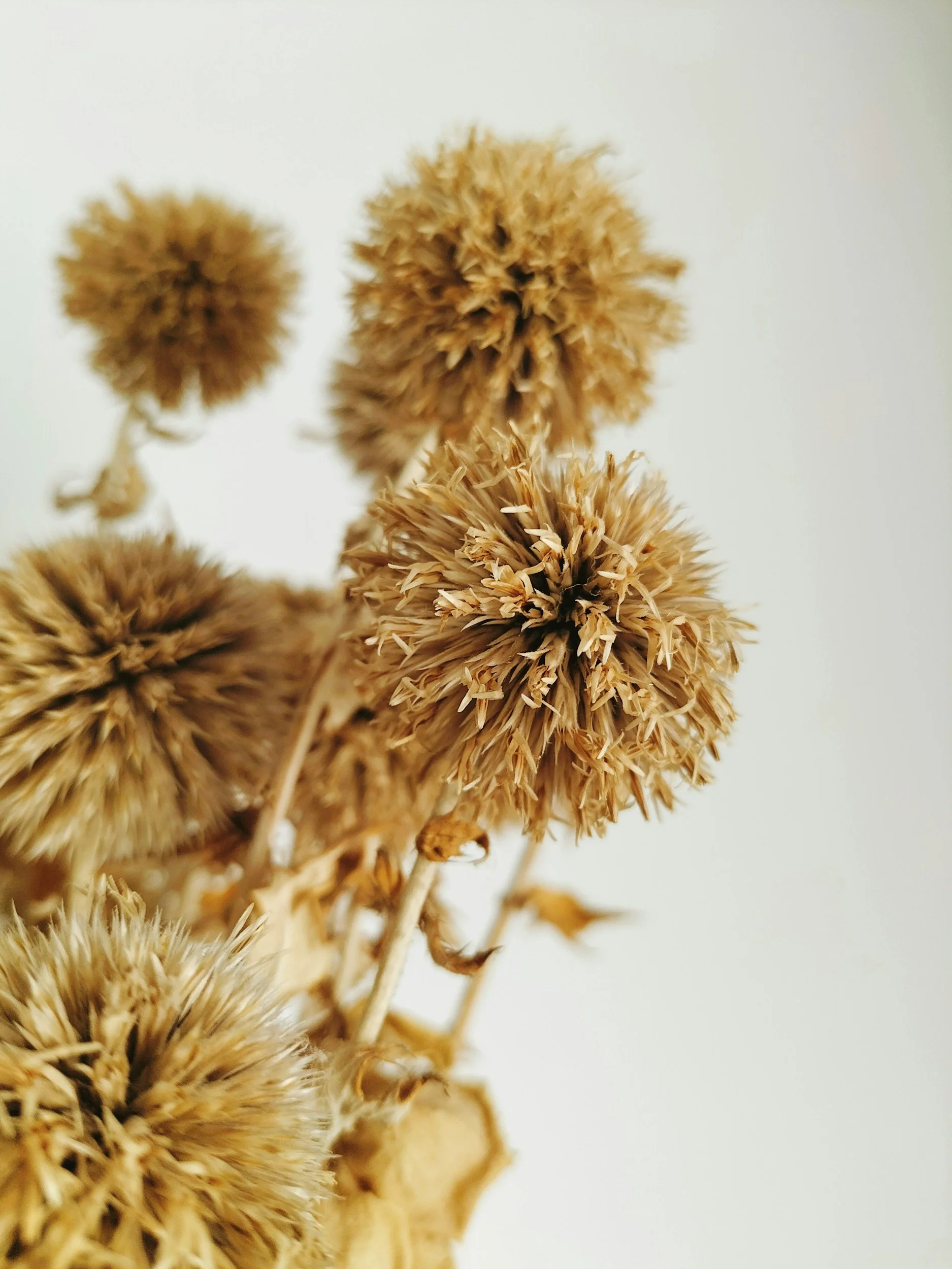 Death Doula Virtual Info Session
