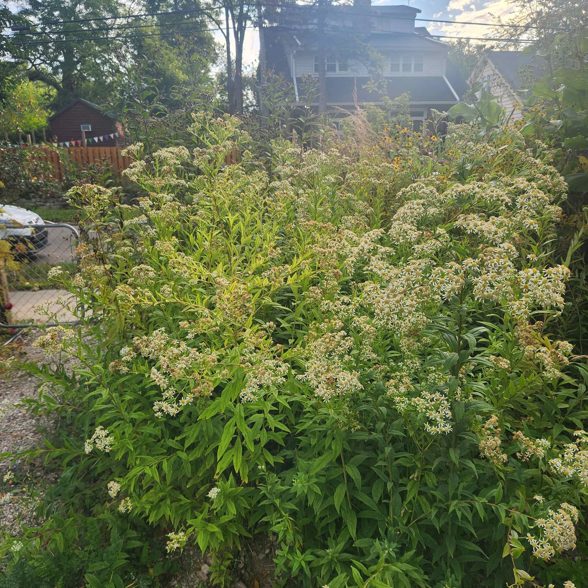 tall flat top 2025.jpg