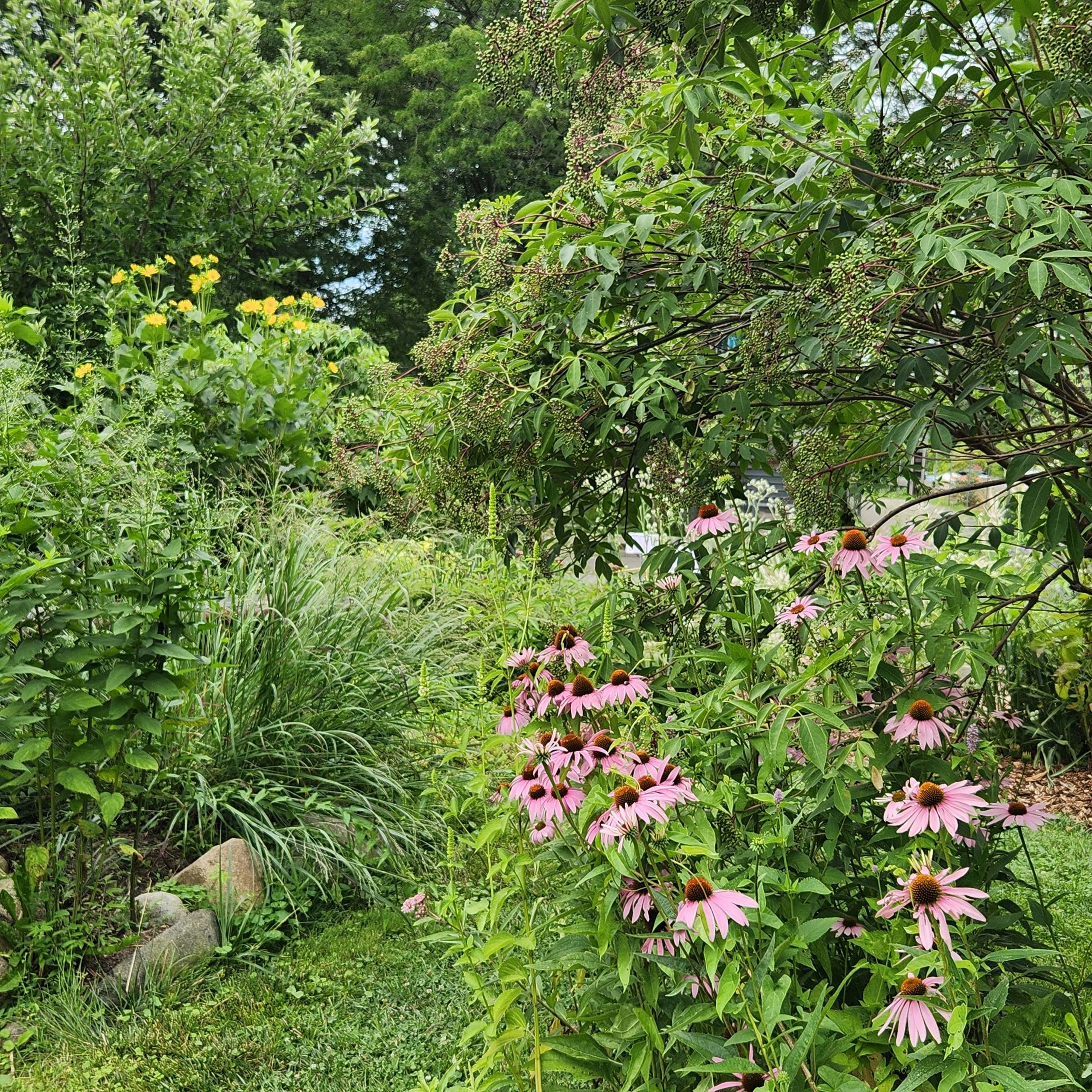 coneflower 2024.jpg