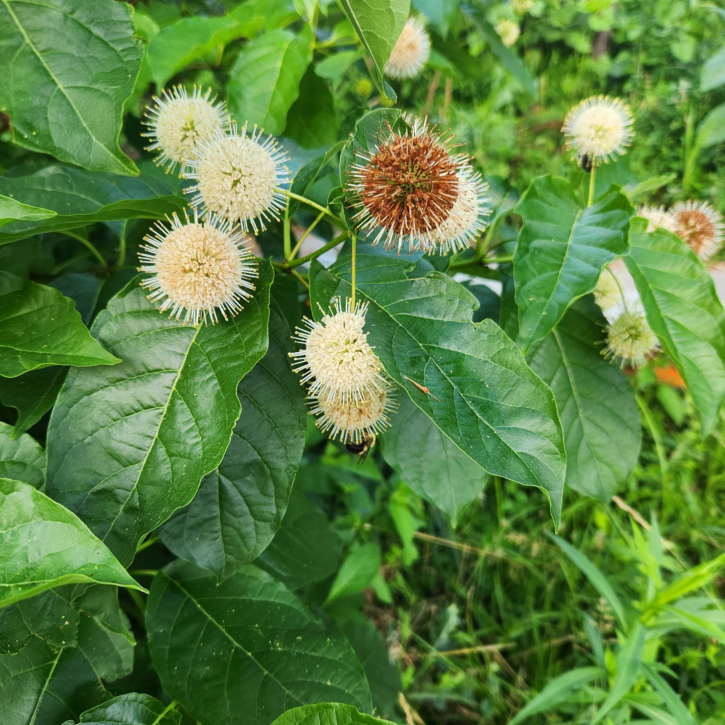 button bush2  2025.jpg