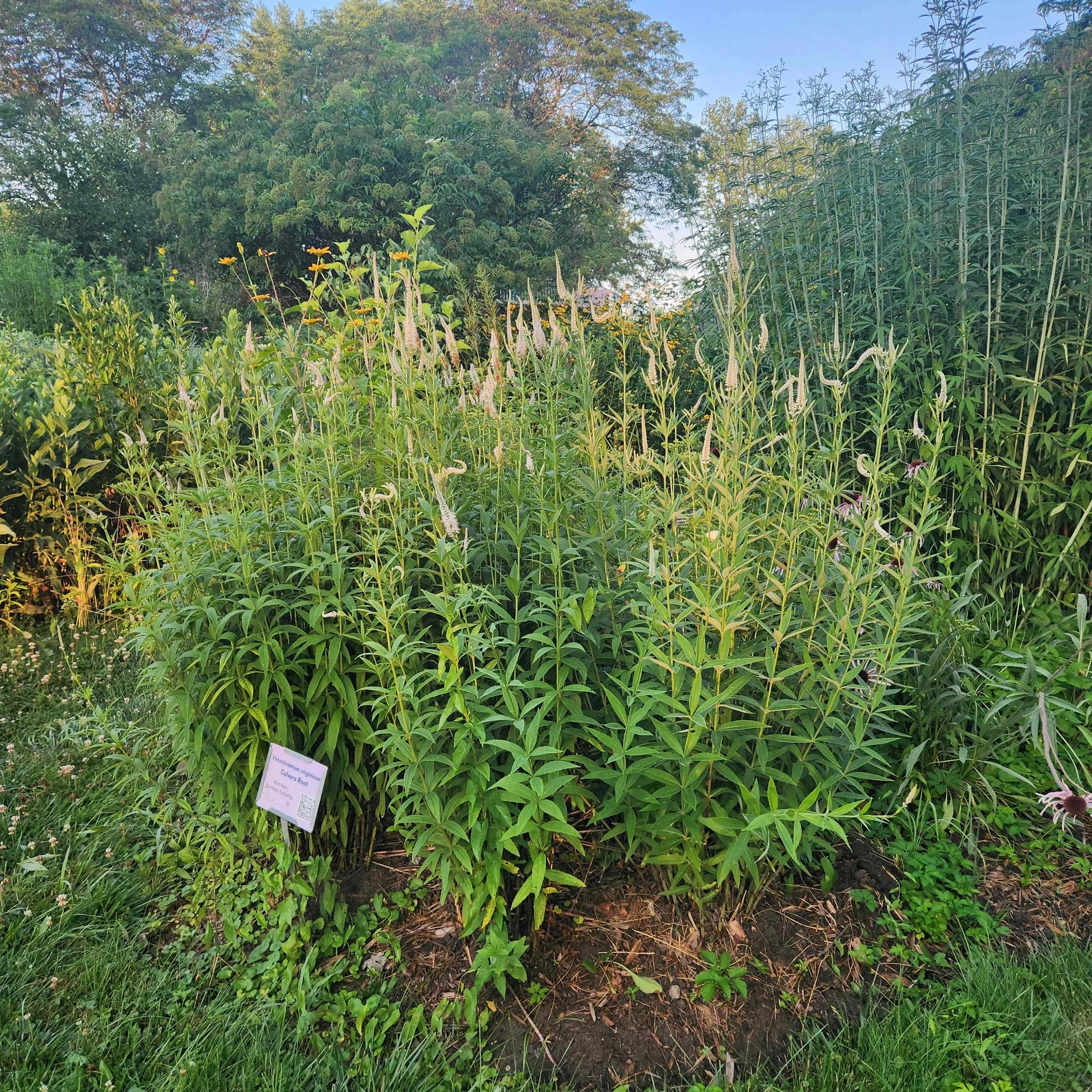 culvers root coreopsis 2025.jpg