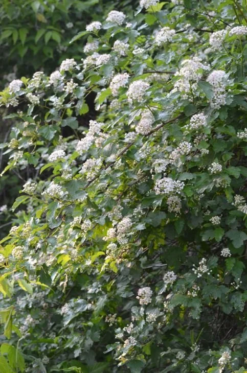 physocarpus-opulifolius-prairie-ninebark_shrub_483x730.jpg