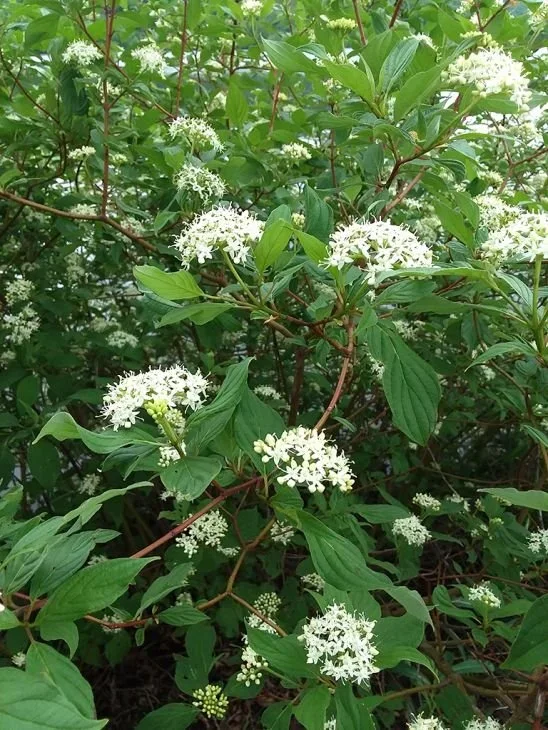 Cornus-stolonifera-red-osier-dogwood-flower_2_548x730.webp