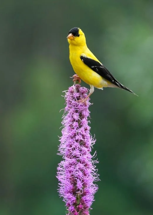 Photo-by-ANDY-RAUPP-Prairie-Blazing-star-and-goldfinch_521x730.jpg