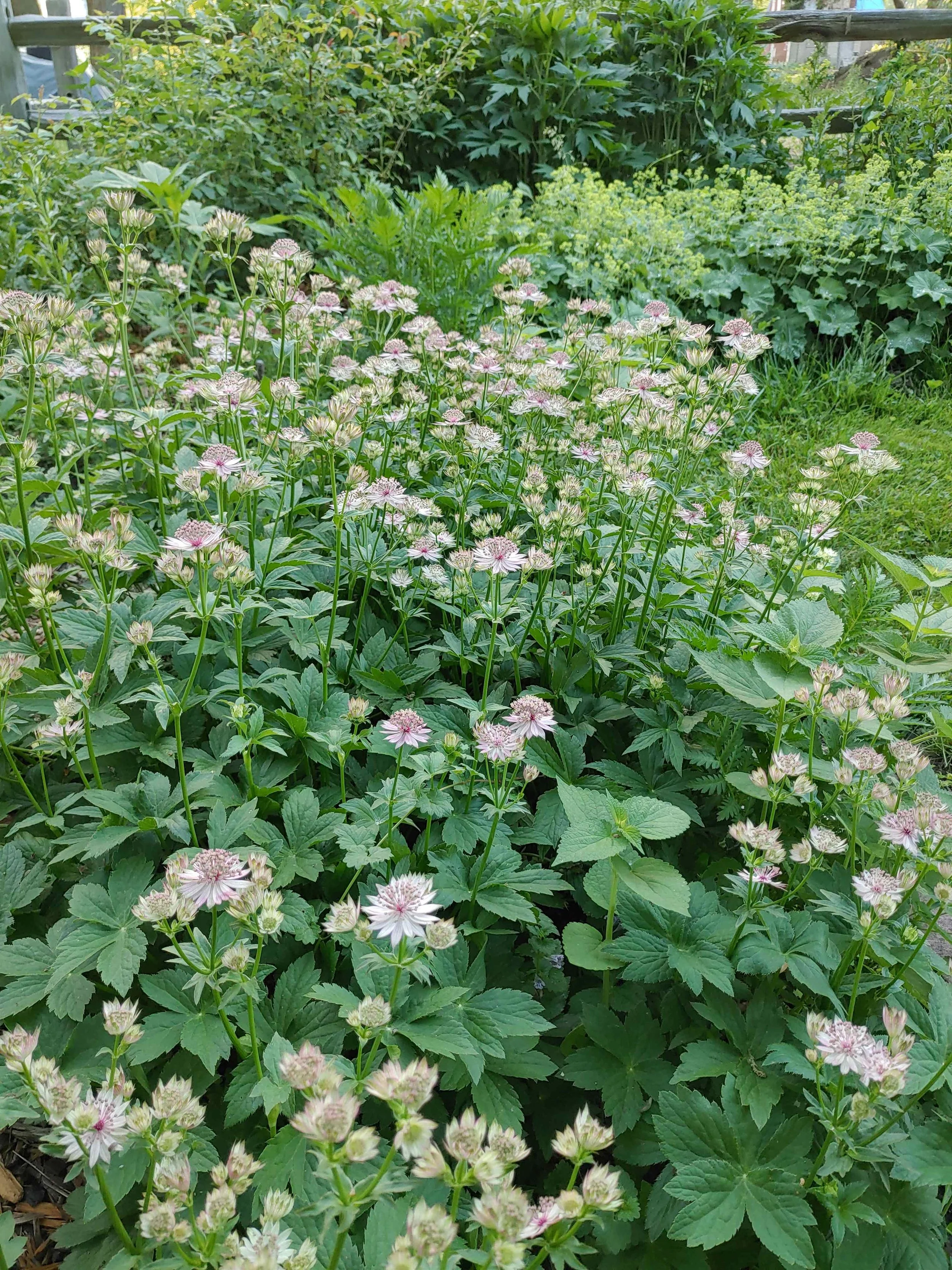 astrantia3.jpg
