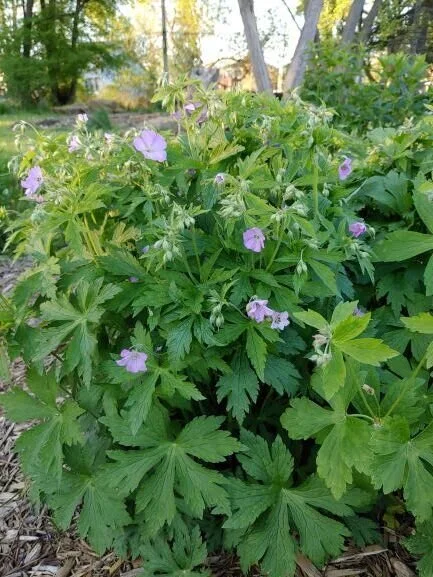 Geranium maculatum, Wild Geranium  Detroit Abloom