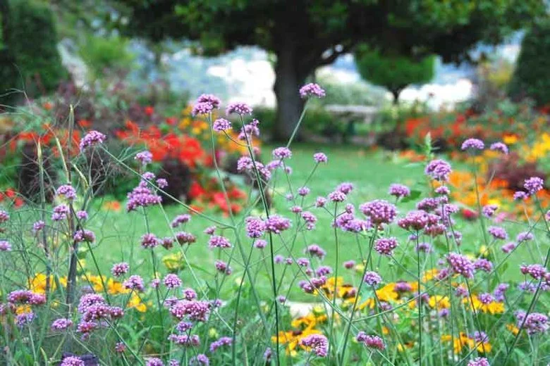 Purple Top verbena, verbena bonariensis  Detroit Abloom