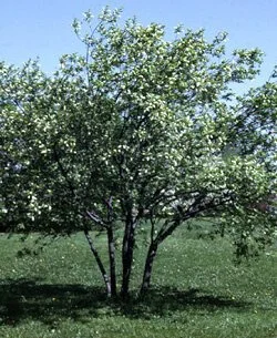 Prunus-virginiana.jpg