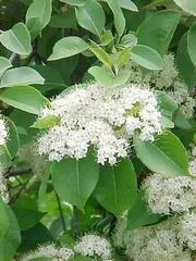 viburnum+lentago.jpg