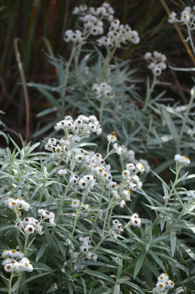 anaphalis-margaritacea-pearly-everlasting_main.jpg