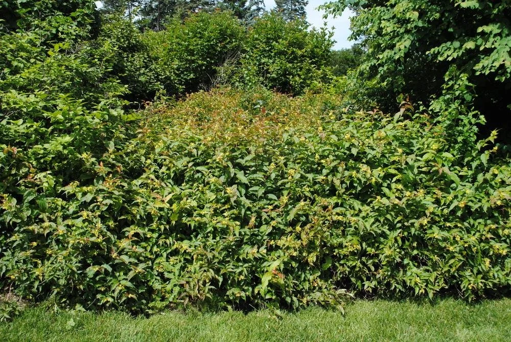 photinia immergrün Rote Glanzmispel - Photinia fraseri Red Robin - grün rot main image 1