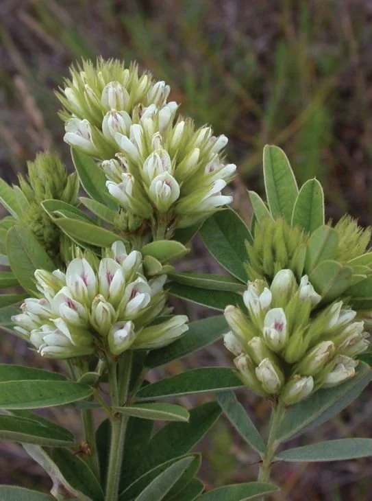 round-headed-bush-clover-lespedeza-capitata_543x730.jpg