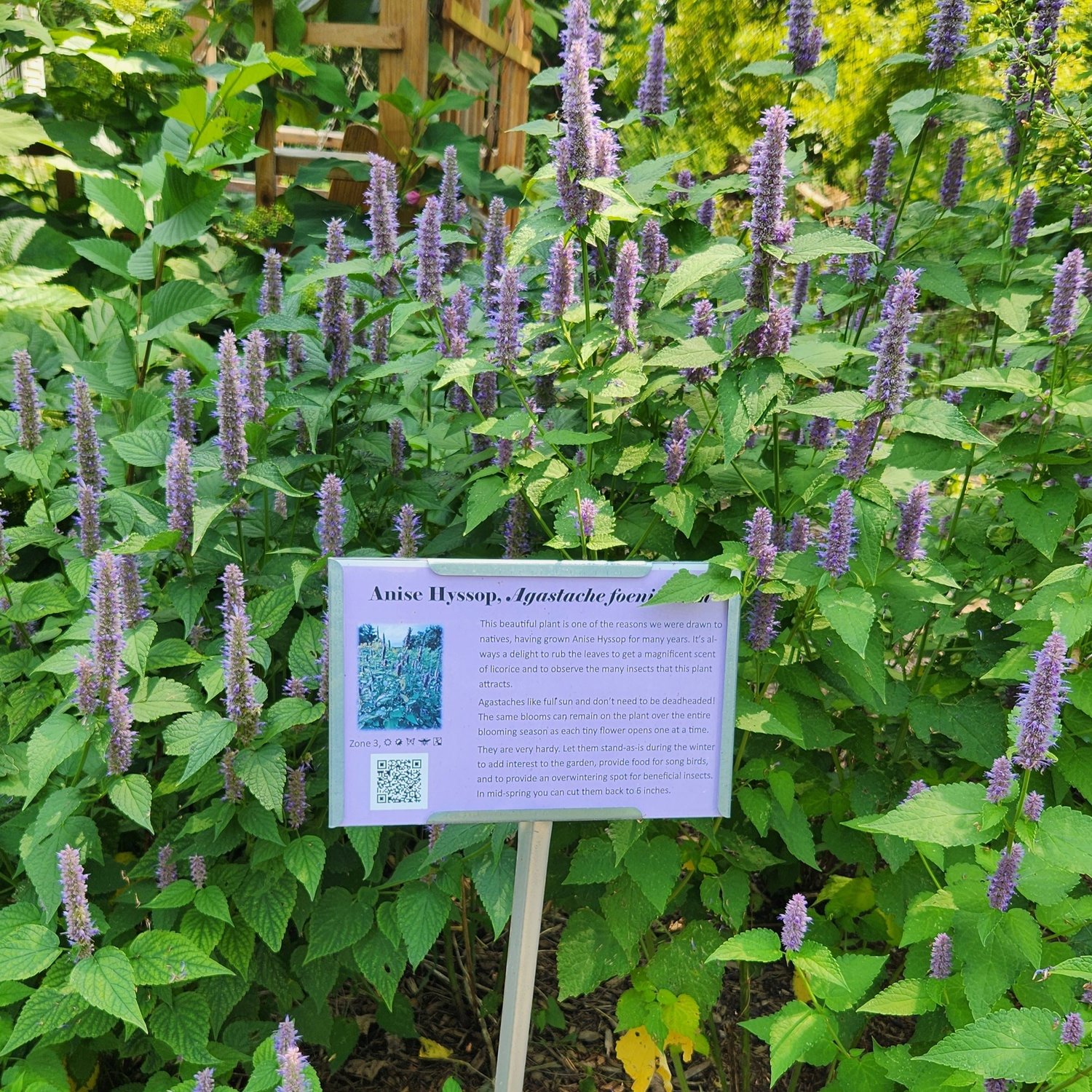 Agastache foeniculum, Anise Hyssop  Detroit Abloom